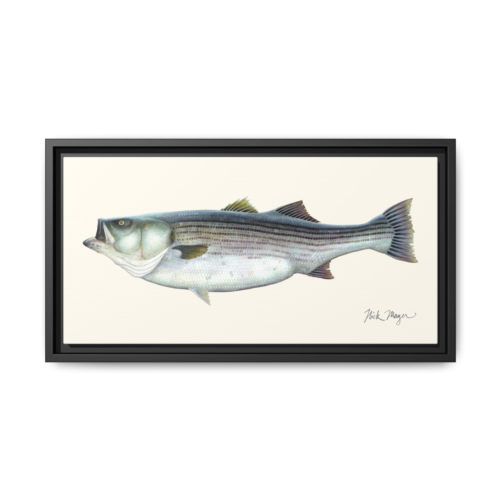 Striped Bass, 60 lbs Framed Canvas Print Printify
