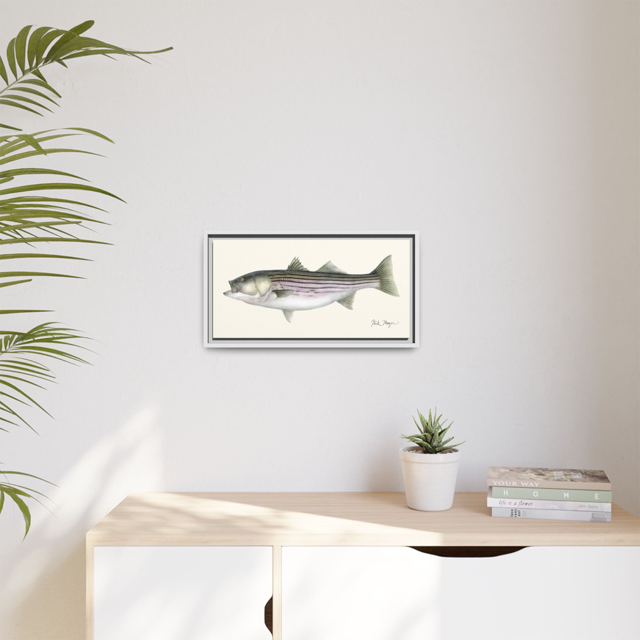 Striped Bass, 30 lbs Framed Canvas Print