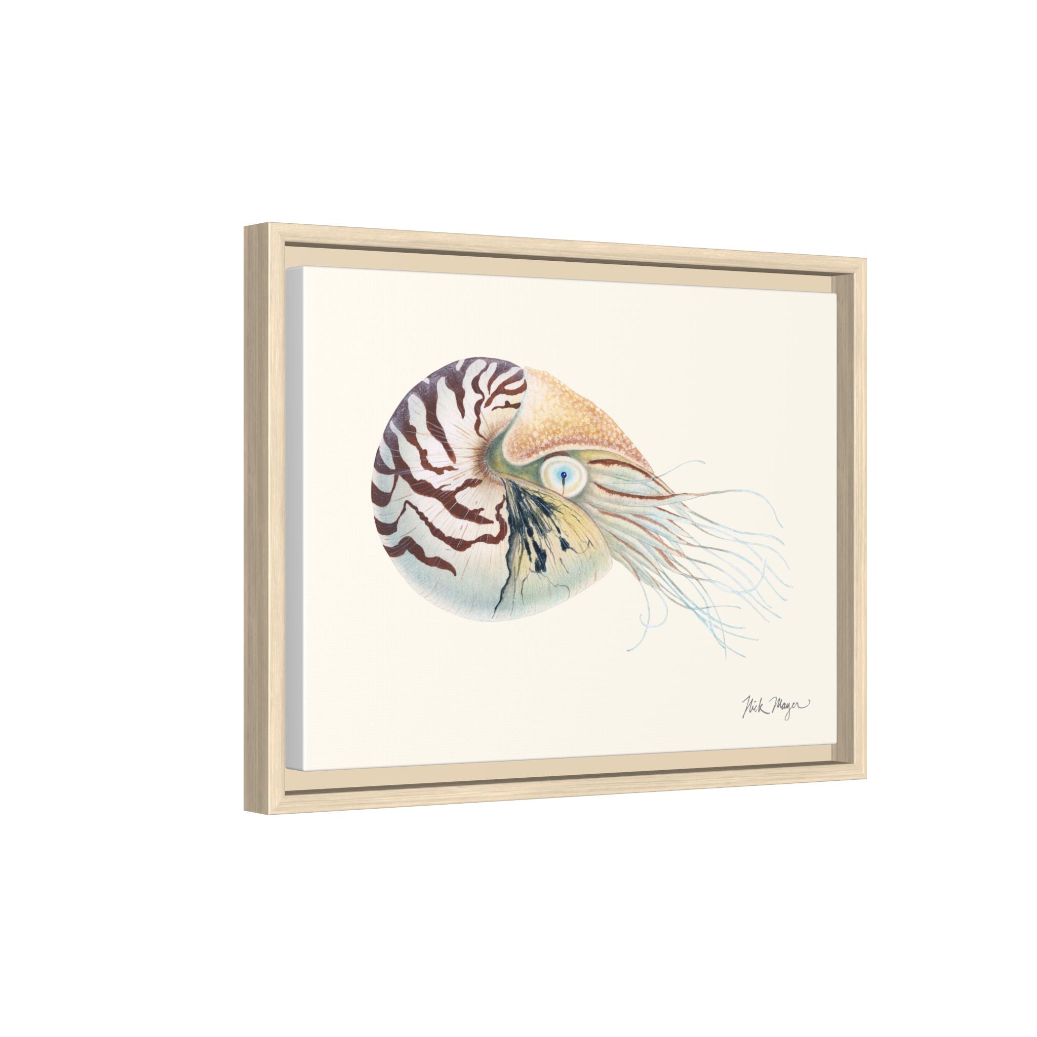 Chambered Nautilus Framed Canvas Print Printify