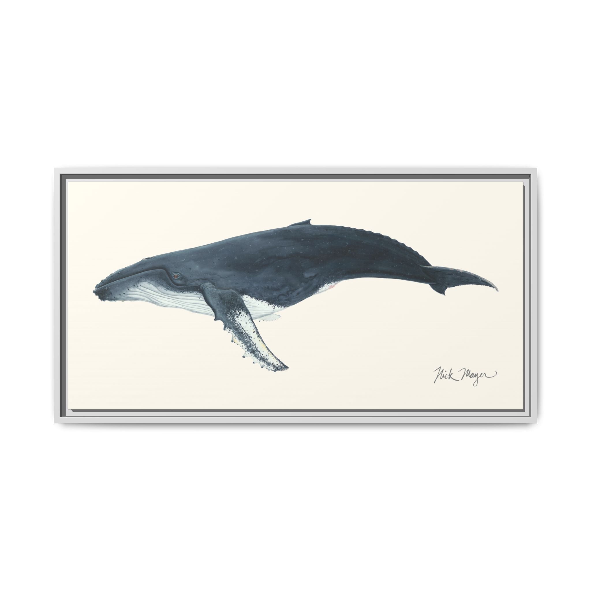 Humpback Whale Framed Canvas Print Printify