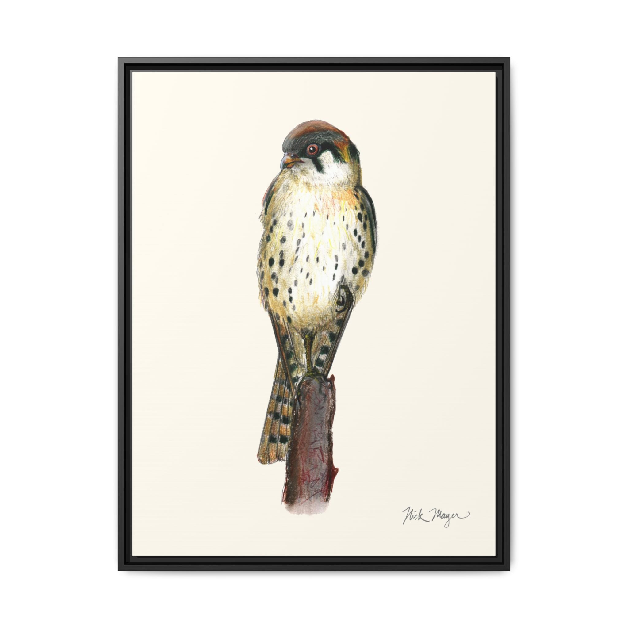 American Kestrel Framed Canvas Print Printify