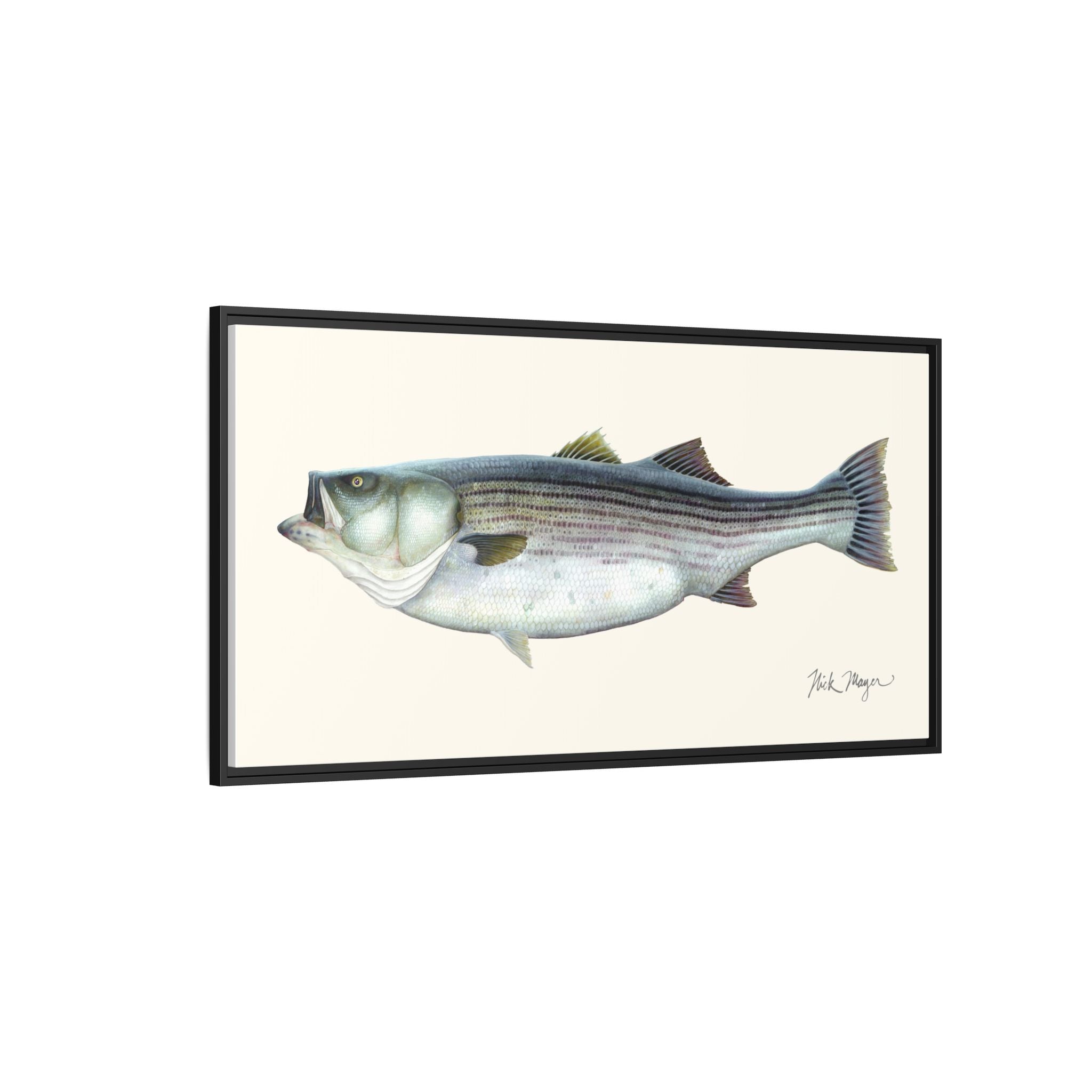 Striped Bass, 60 lbs Framed Canvas Print Printify