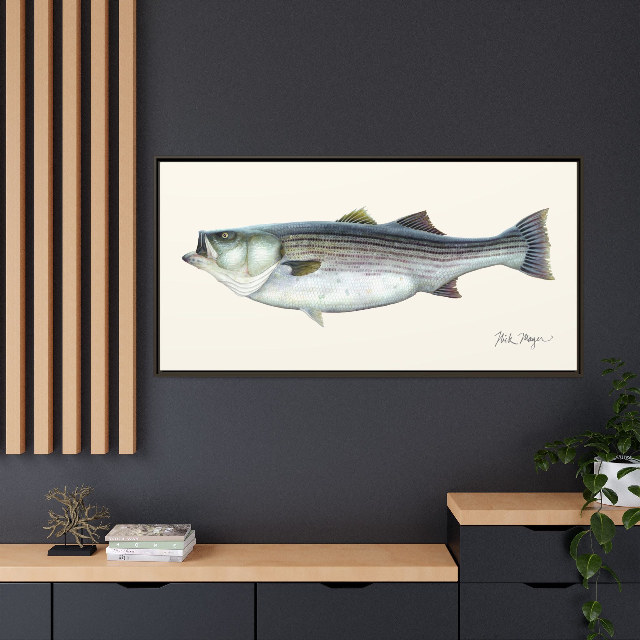 Striped Bass, 60 lbs Framed Canvas Print Printify