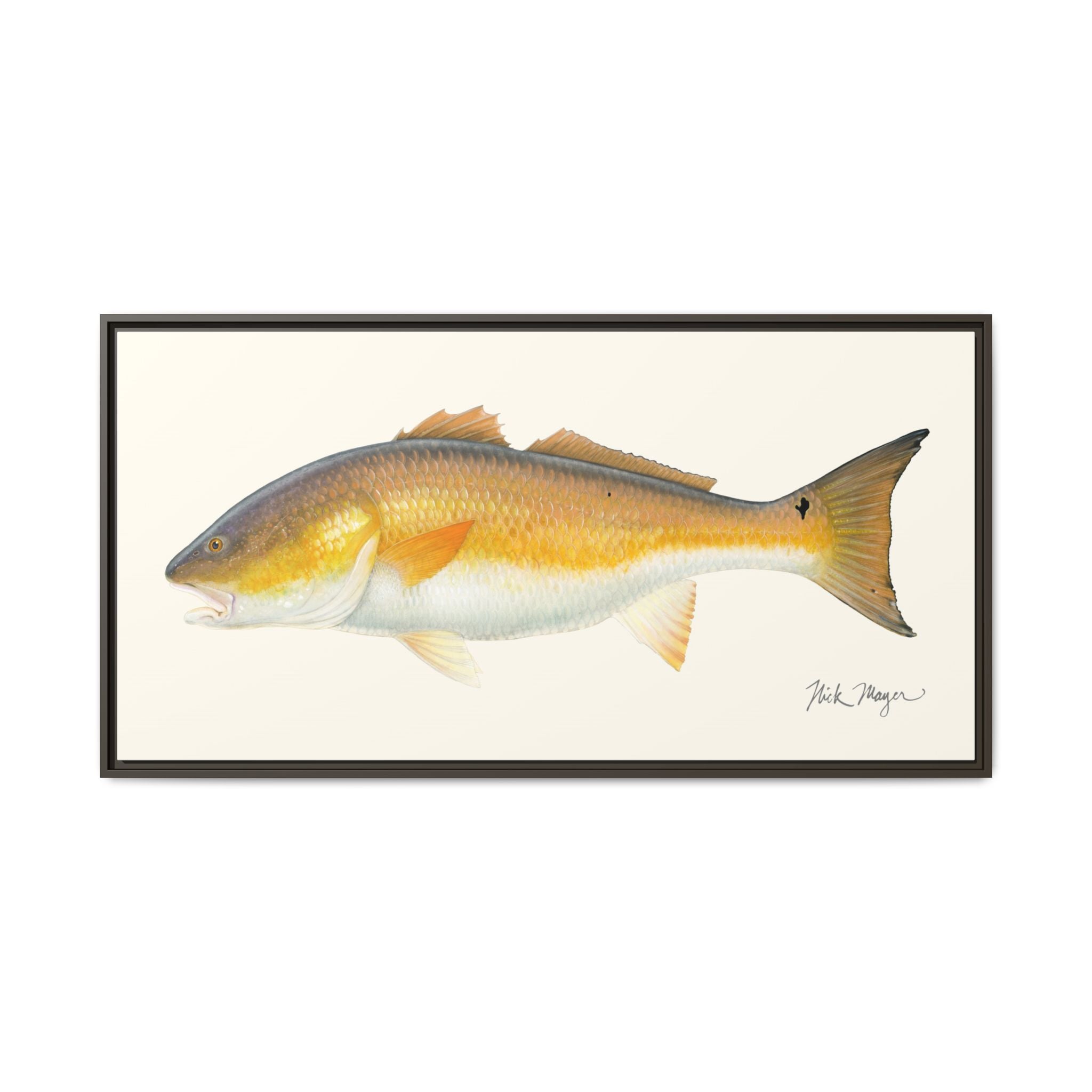 Bull Redfish Framed Canvas Print Printify