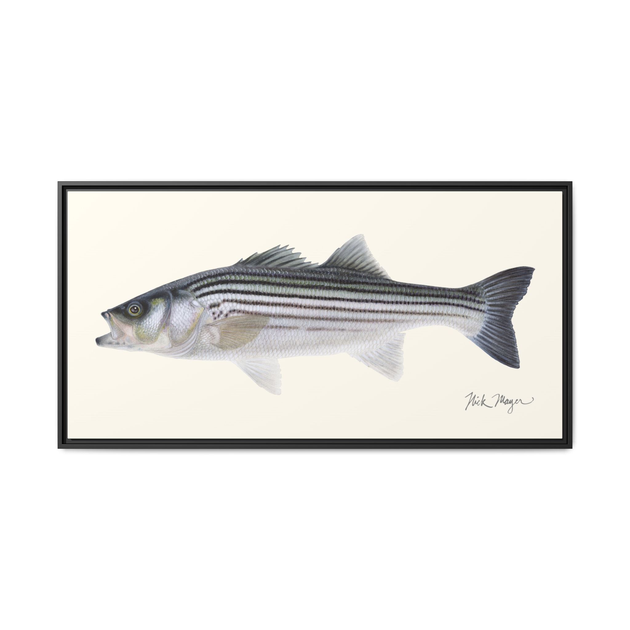 Schoolie Striped Bass Framed Canvas Print Printify