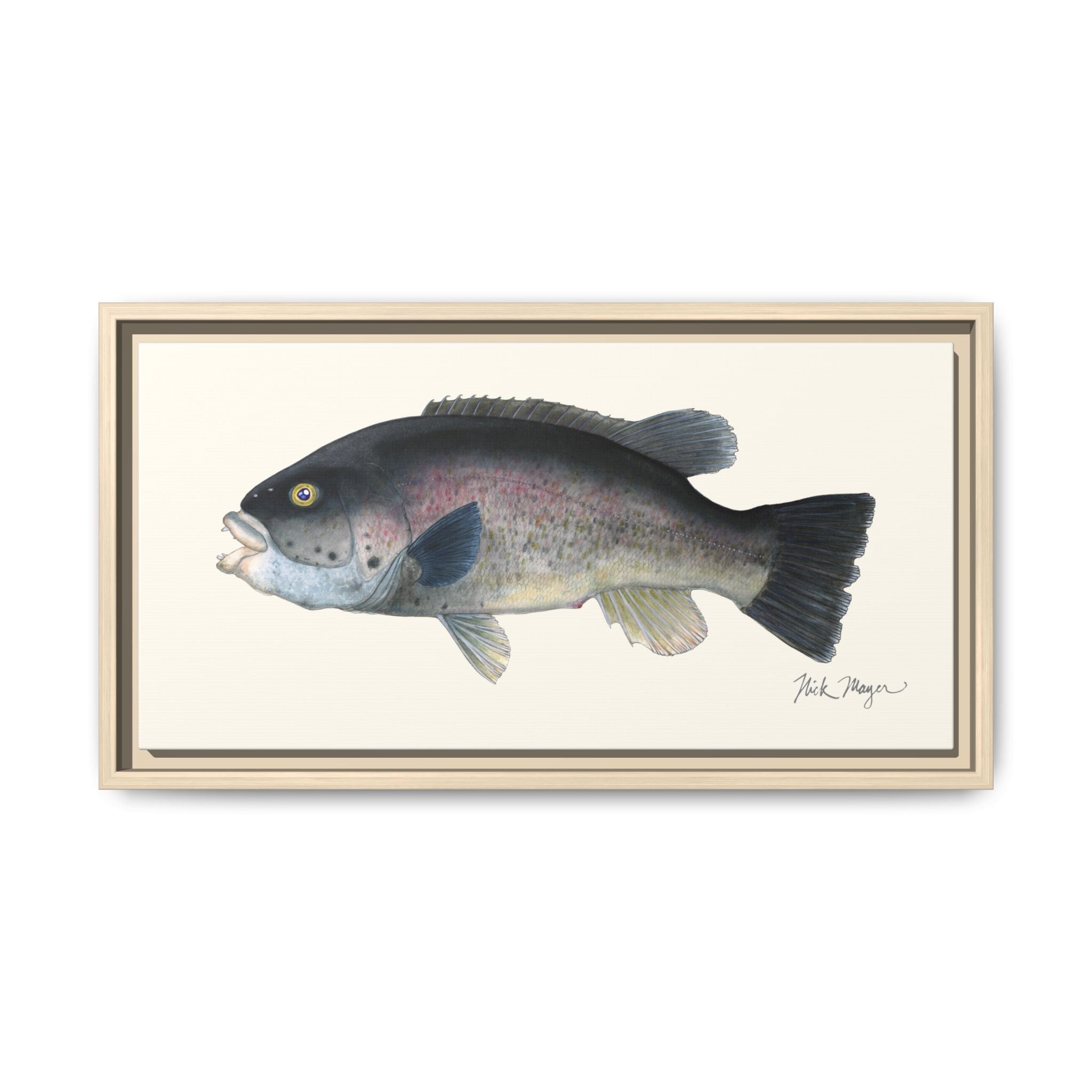Tautog / Blackfish Framed Canvas Print Printify