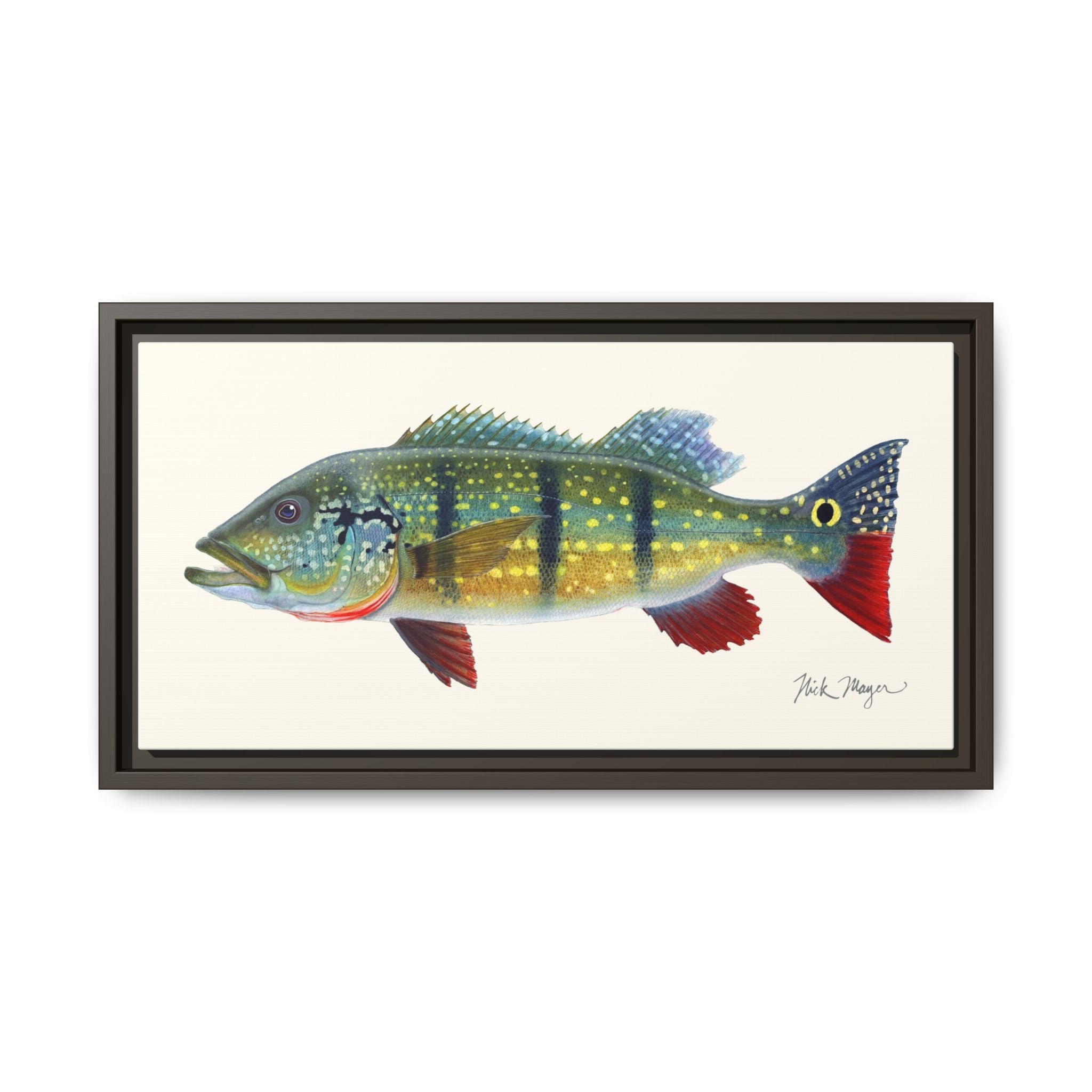 Peacock Bass Framed Canvas Print Printify