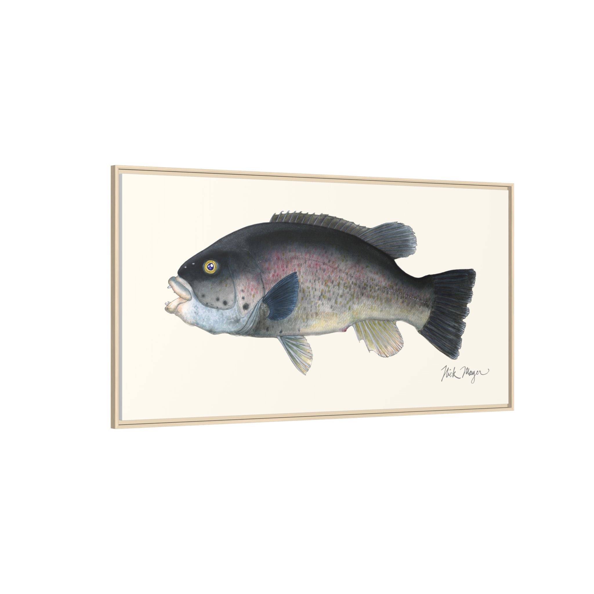 Tautog / Blackfish Framed Canvas Print Printify
