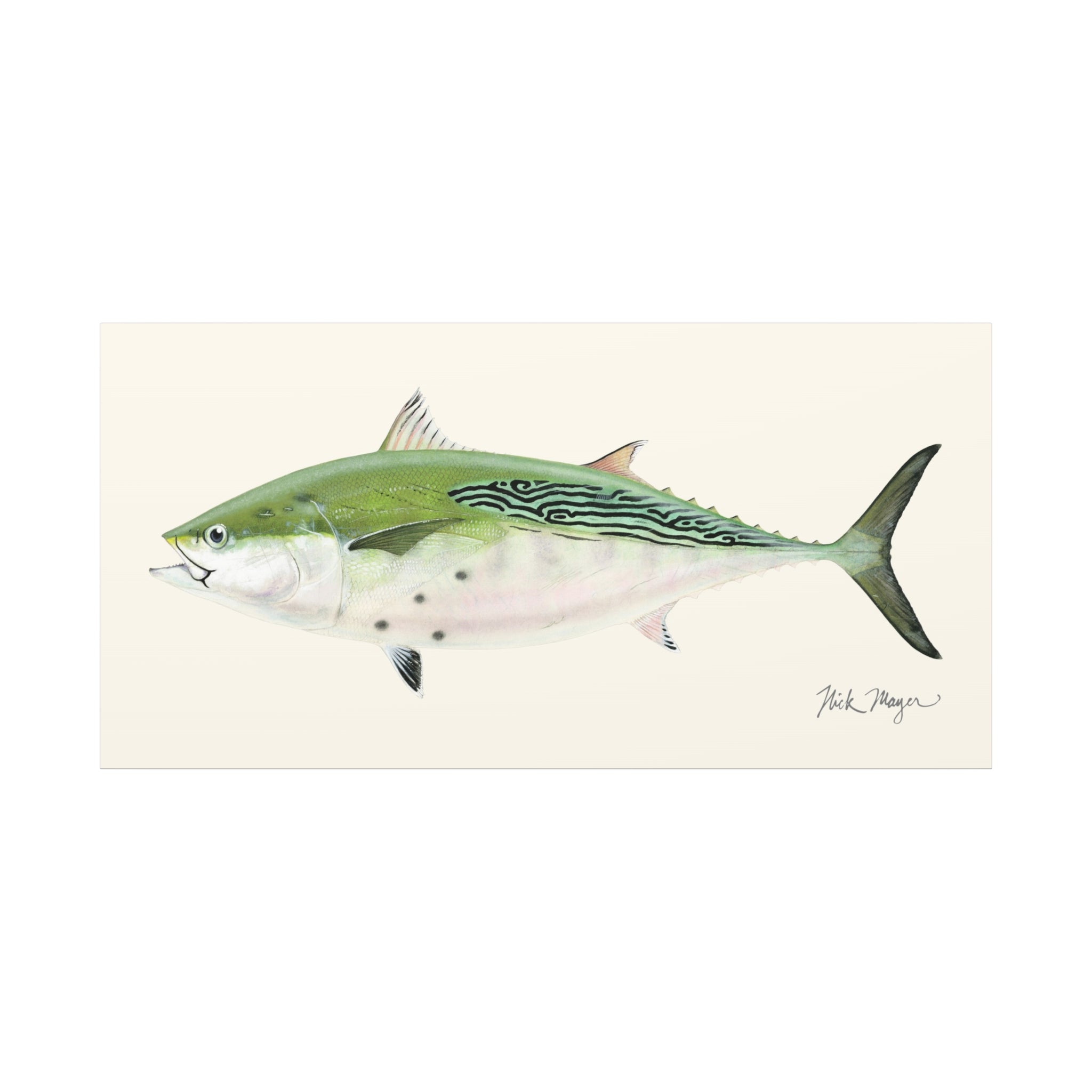 False Albacore IV Canvas Print