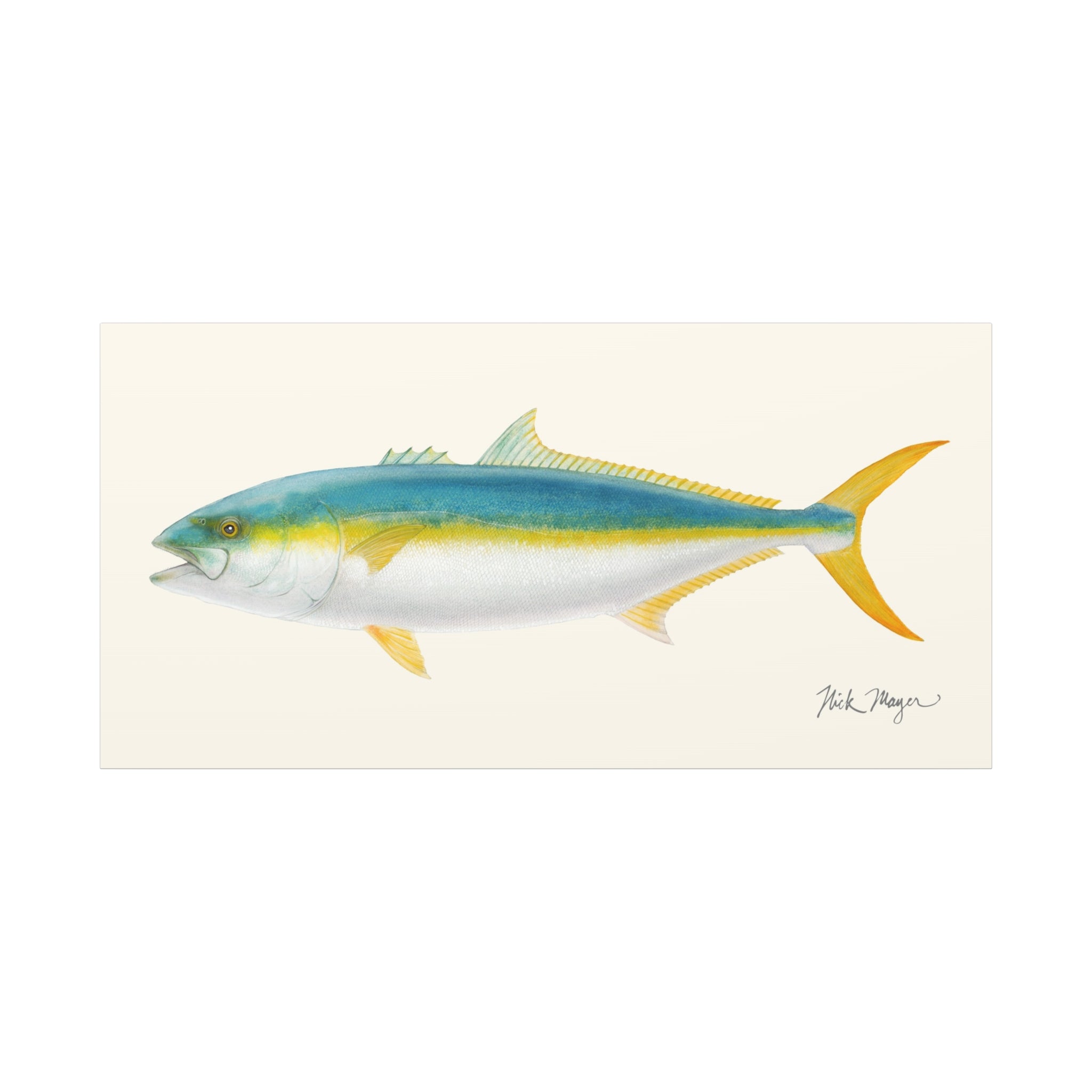 Yellowtail II Canvas Print