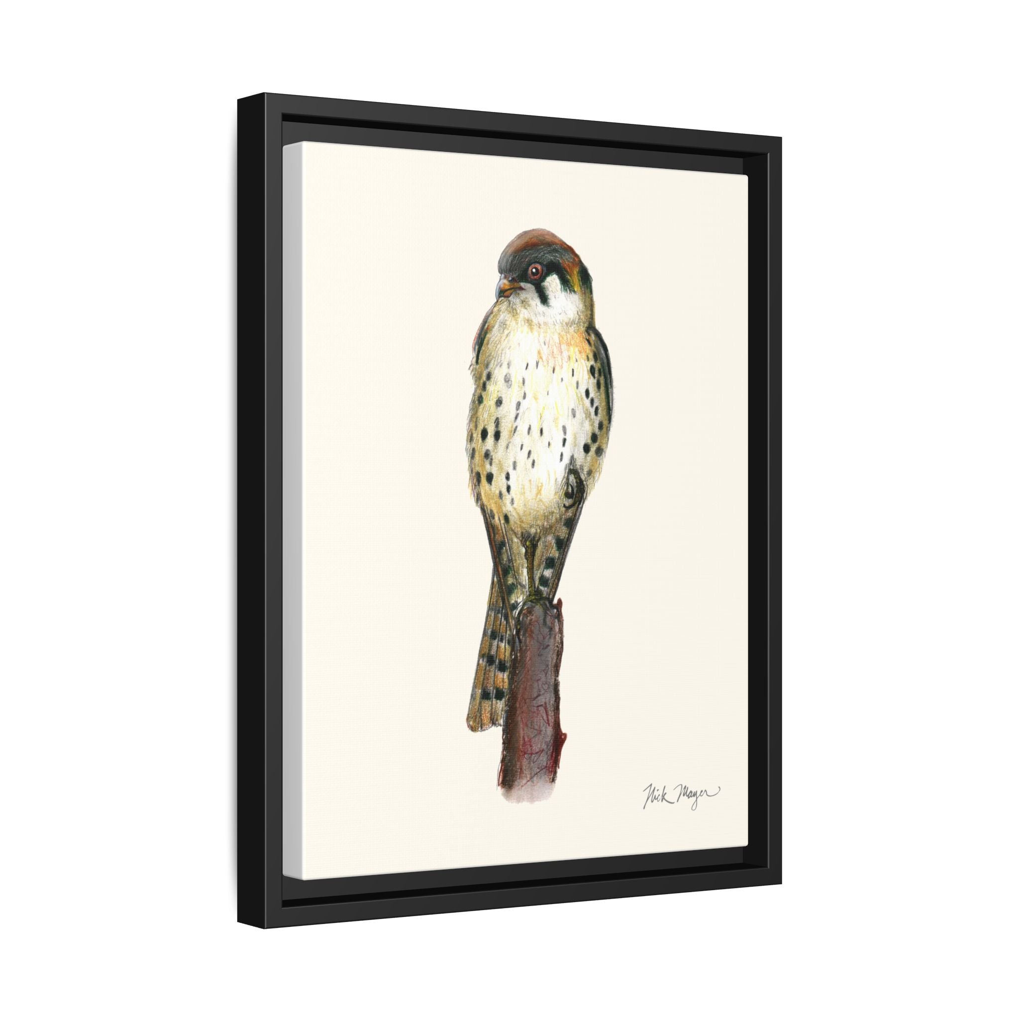 American Kestrel Framed Canvas Print Printify