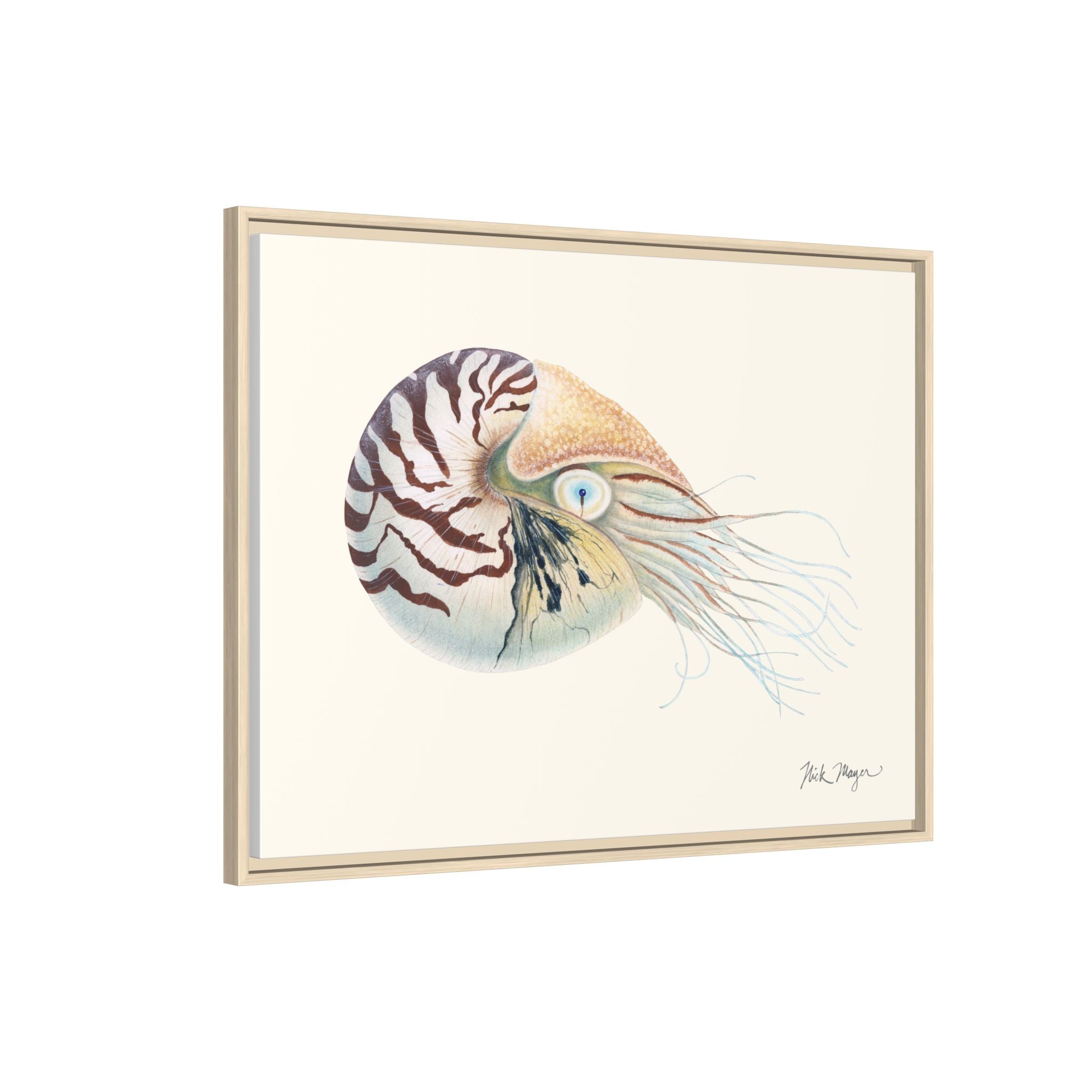 Chambered Nautilus Framed Canvas Print Printify