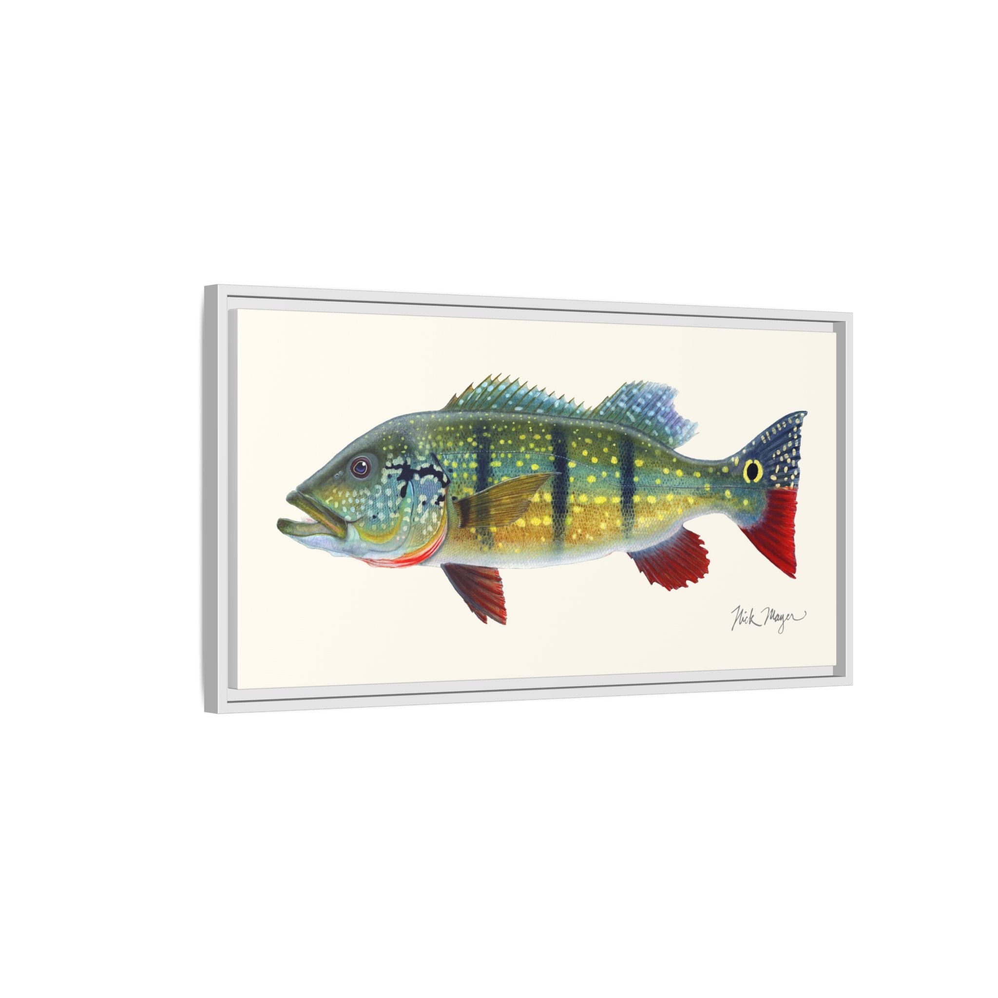 Peacock Bass Framed Canvas Print Printify