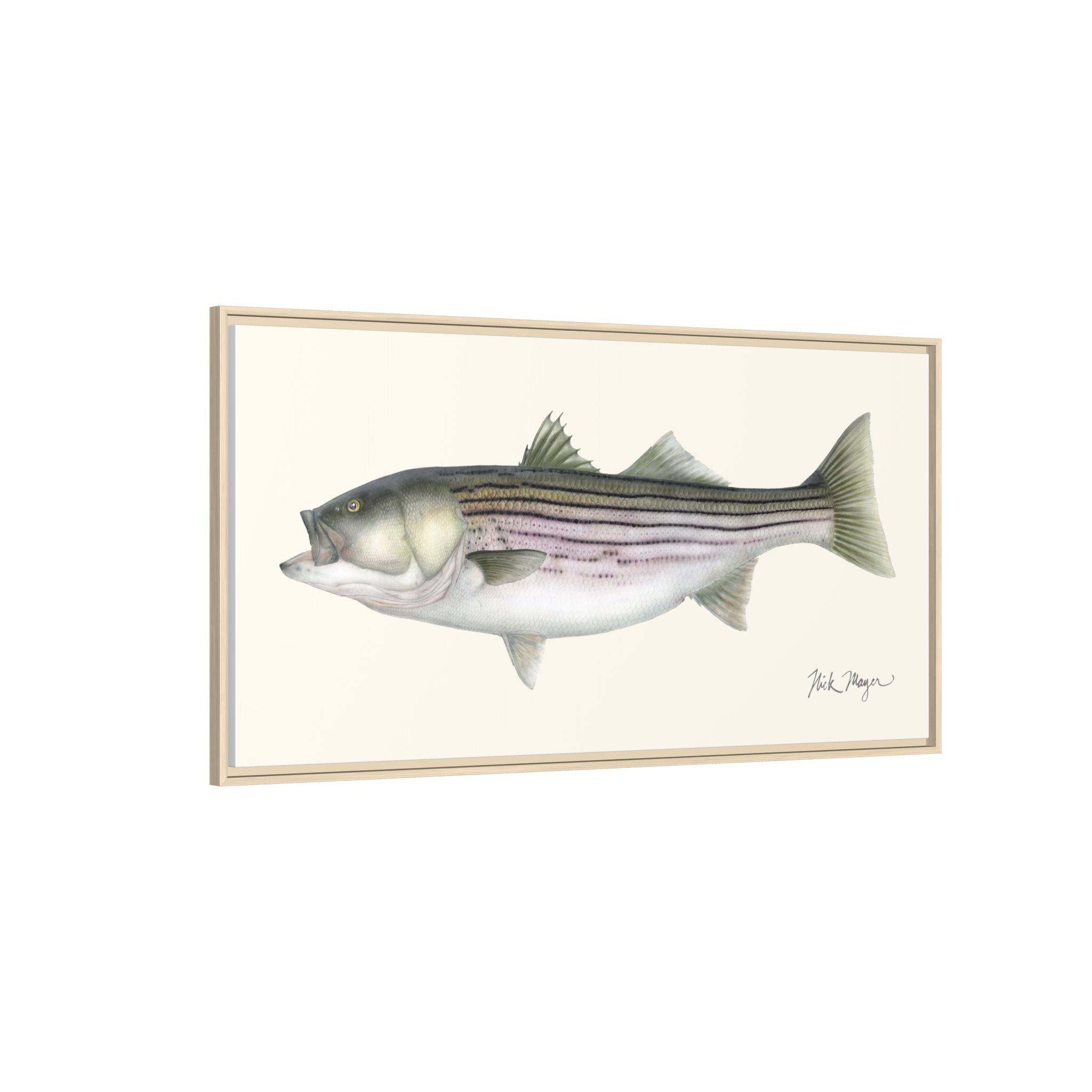 Striped Bass, 30 lbs Framed Canvas Print Printify