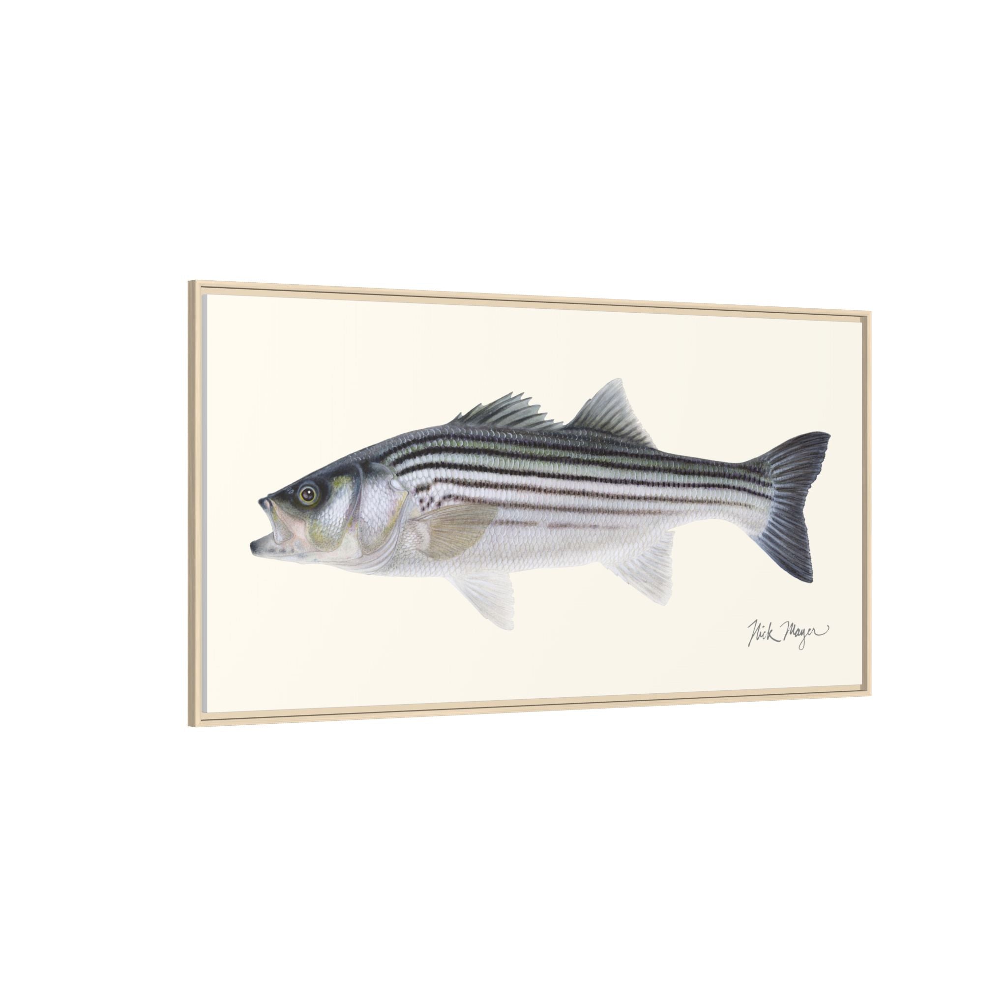 Schoolie Striped Bass Framed Canvas Print Printify