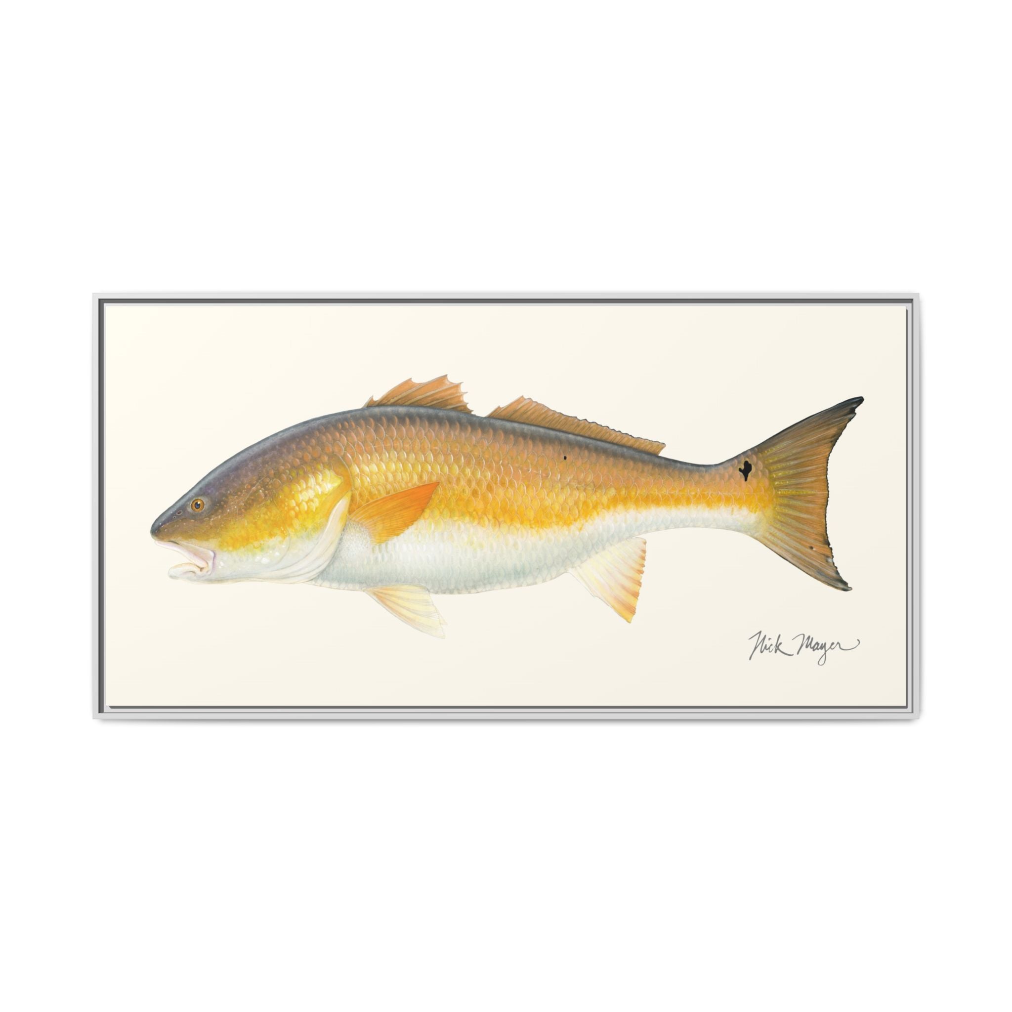 Bull Redfish Framed Canvas Print Printify