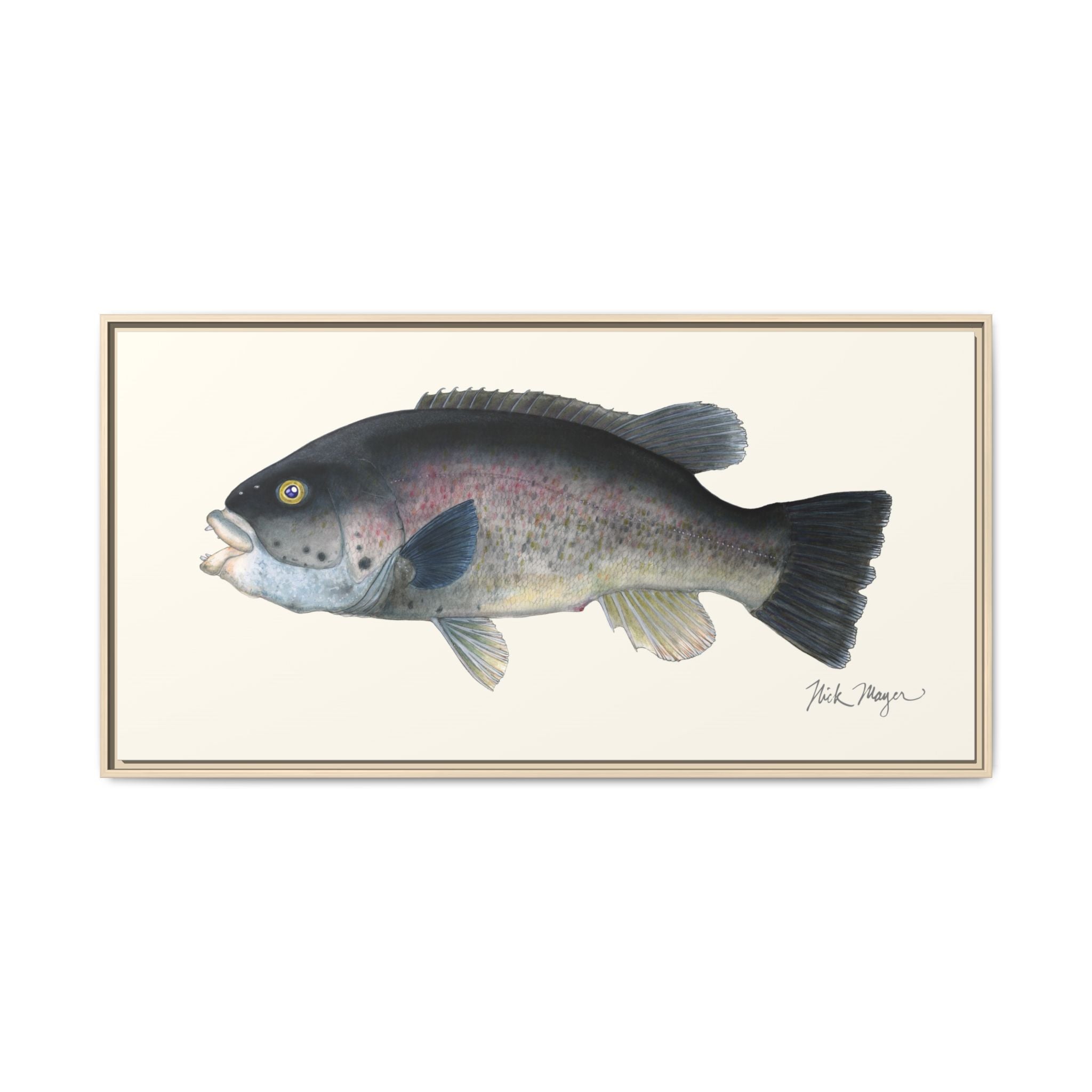 Tautog / Blackfish Framed Canvas Print Printify