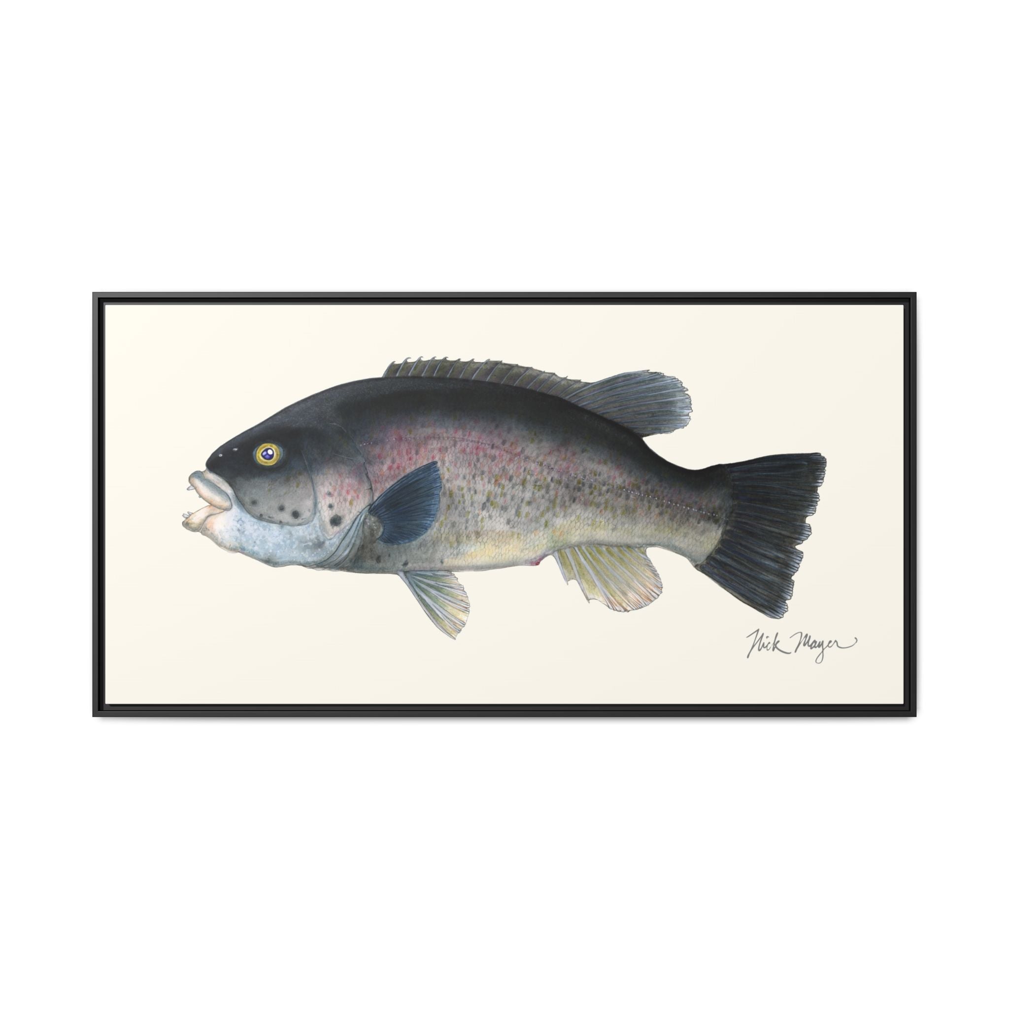 Tautog / Blackfish Framed Canvas Print Printify