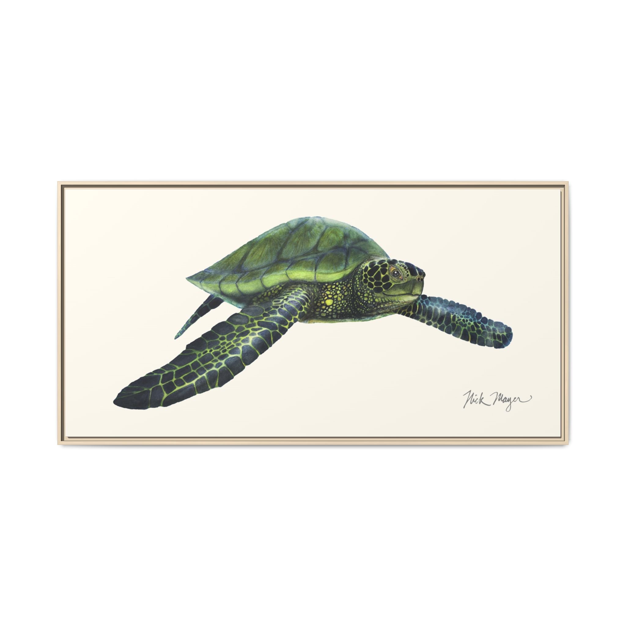 Green Sea Turtle I Framed Canvas Print Printify