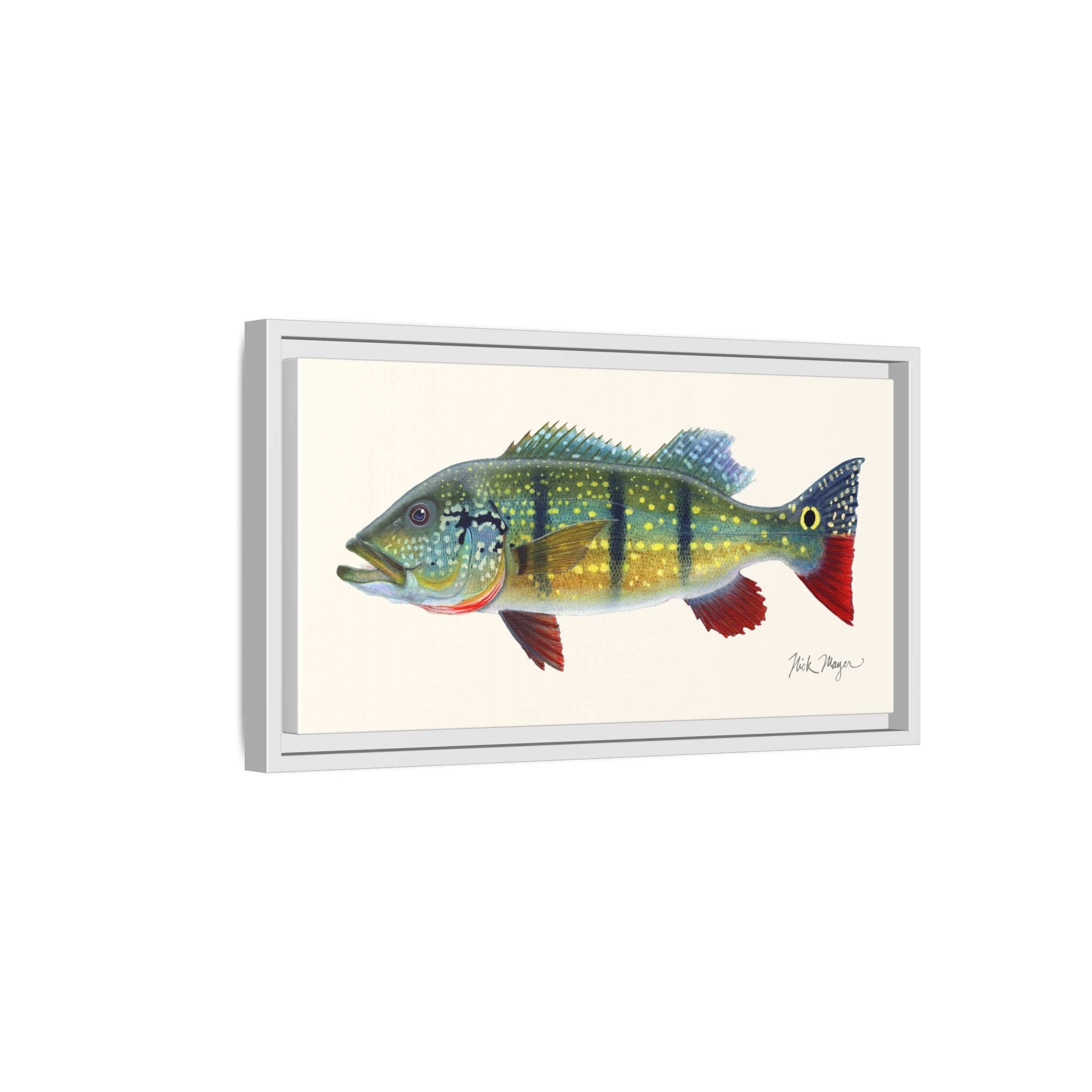 Peacock Bass Framed Canvas Print Printify