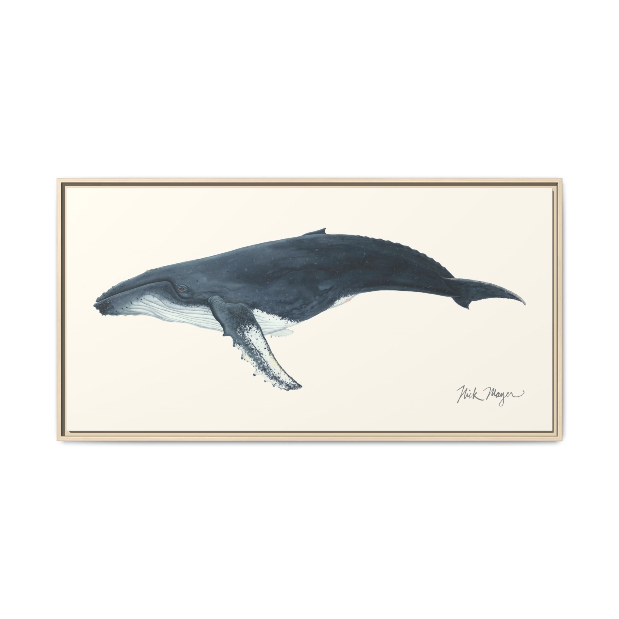 Humpback Whale Framed Canvas Print Printify