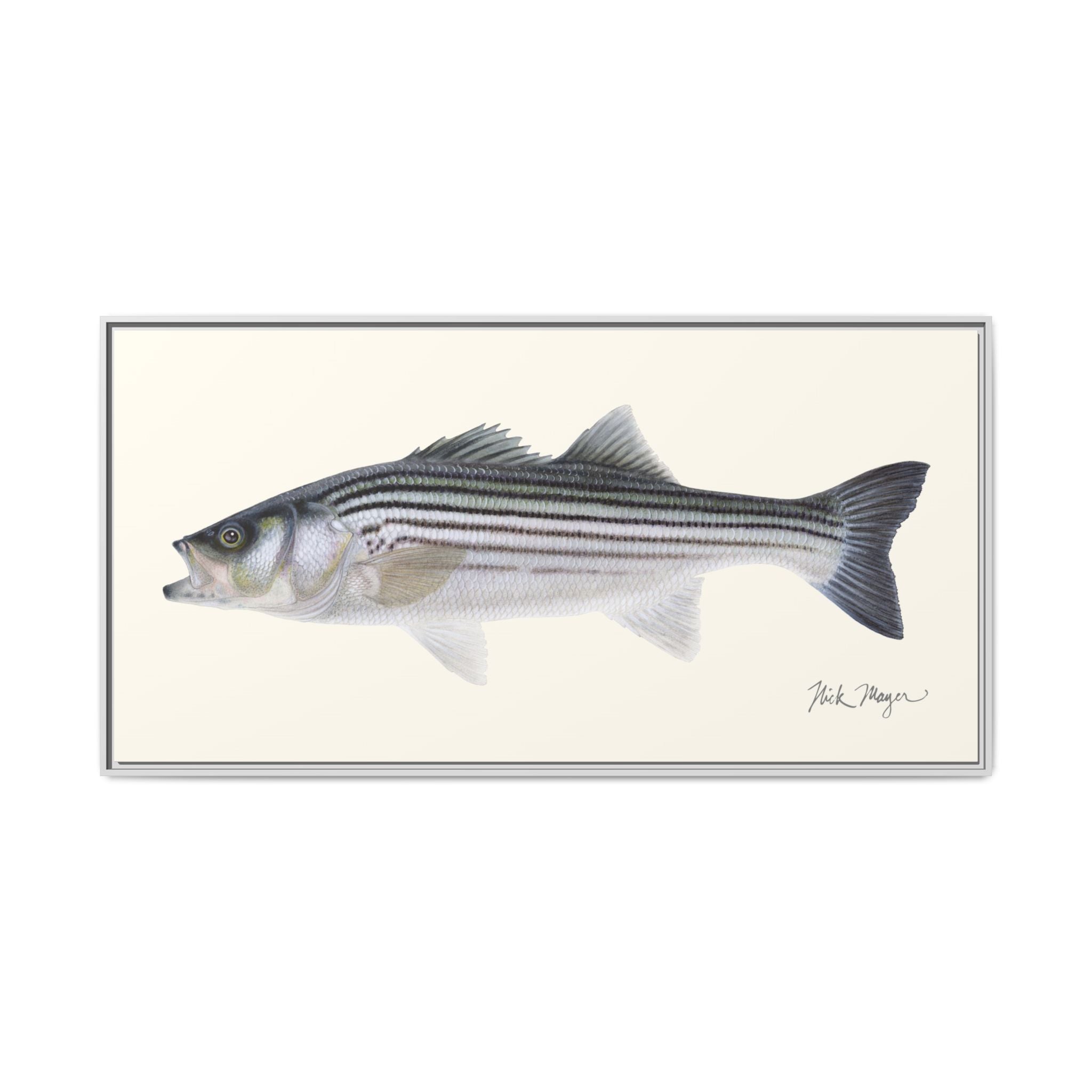 Schoolie Striped Bass Framed Canvas Print Printify