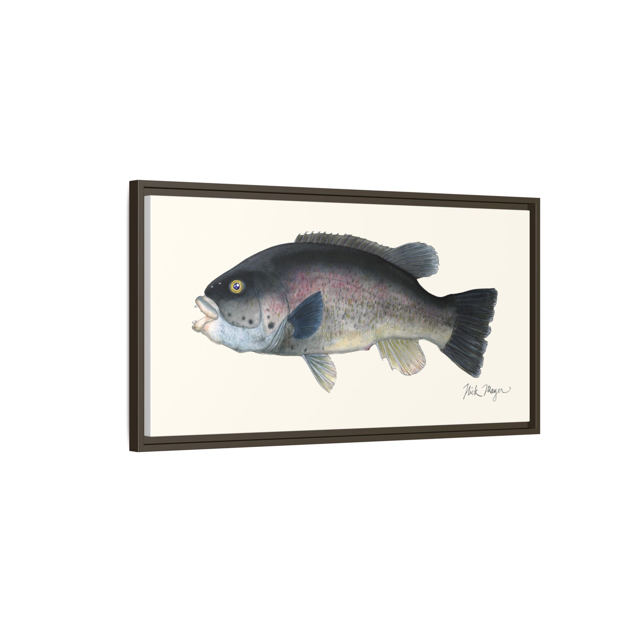 Tautog / Blackfish Framed Canvas Print Printify