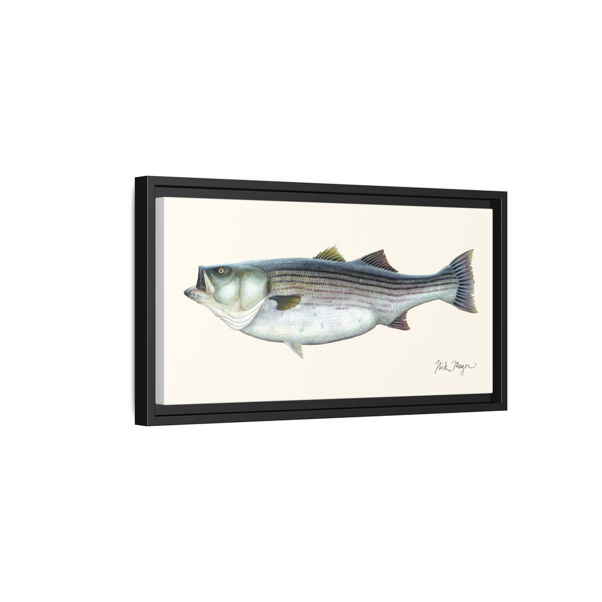 Striped Bass, 60 lbs Framed Canvas Print Printify