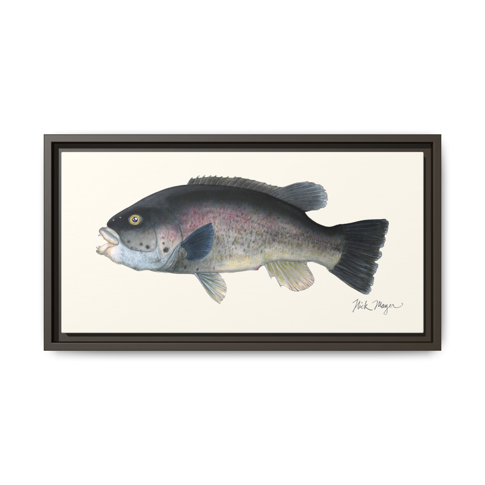 Tautog / Blackfish Framed Canvas Print Printify