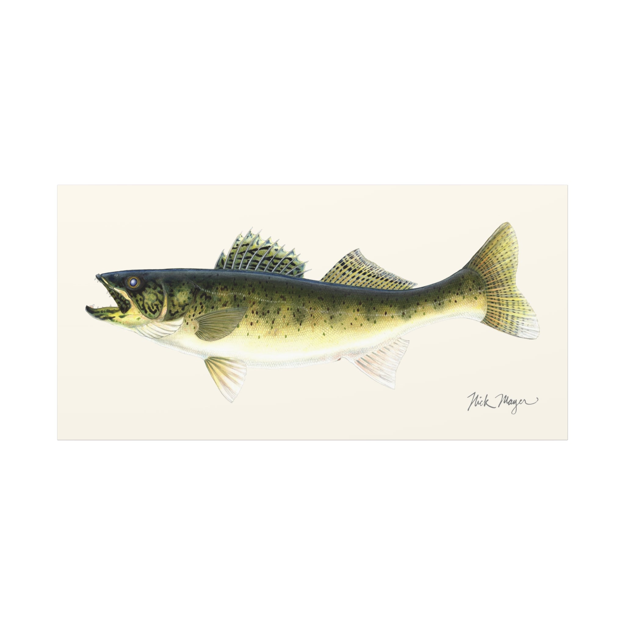 Walleye Canvas Print