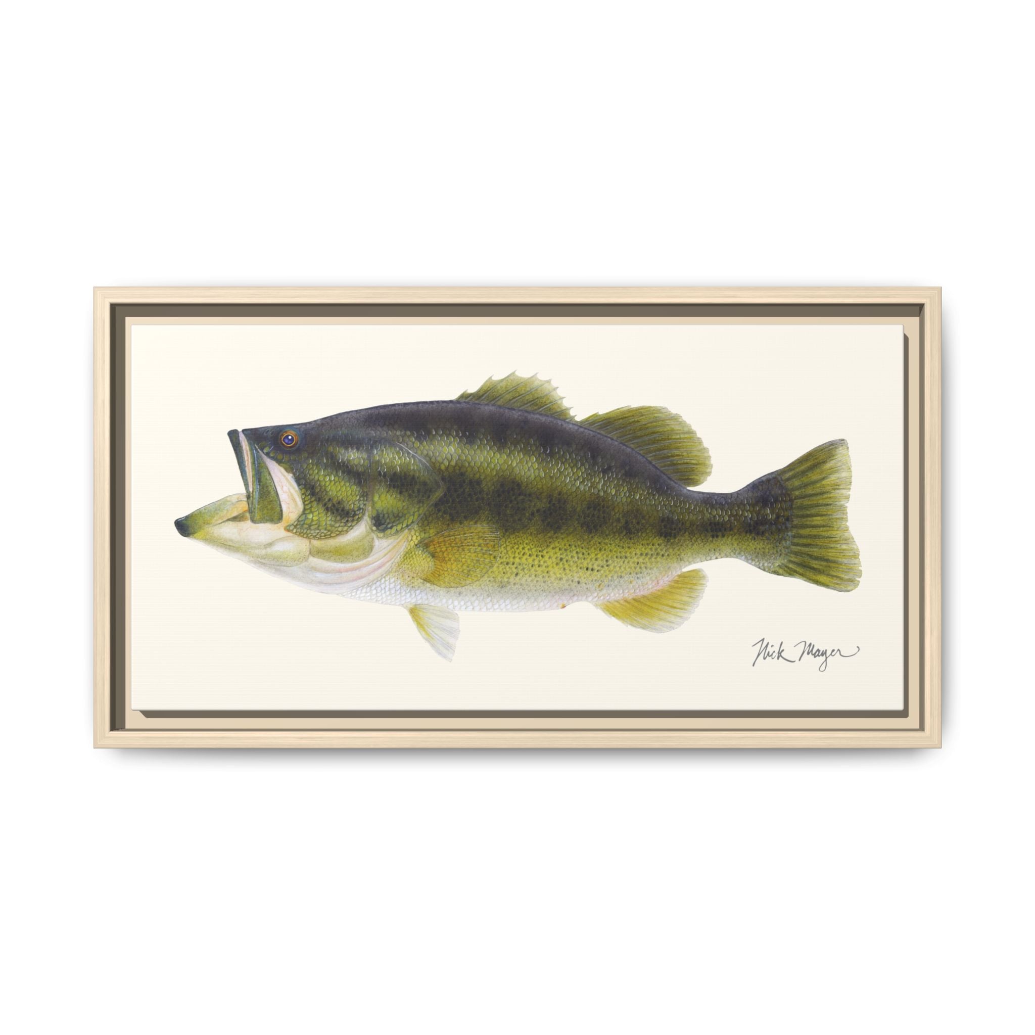 Largemouth Bass I Framed Canvas Print Printify