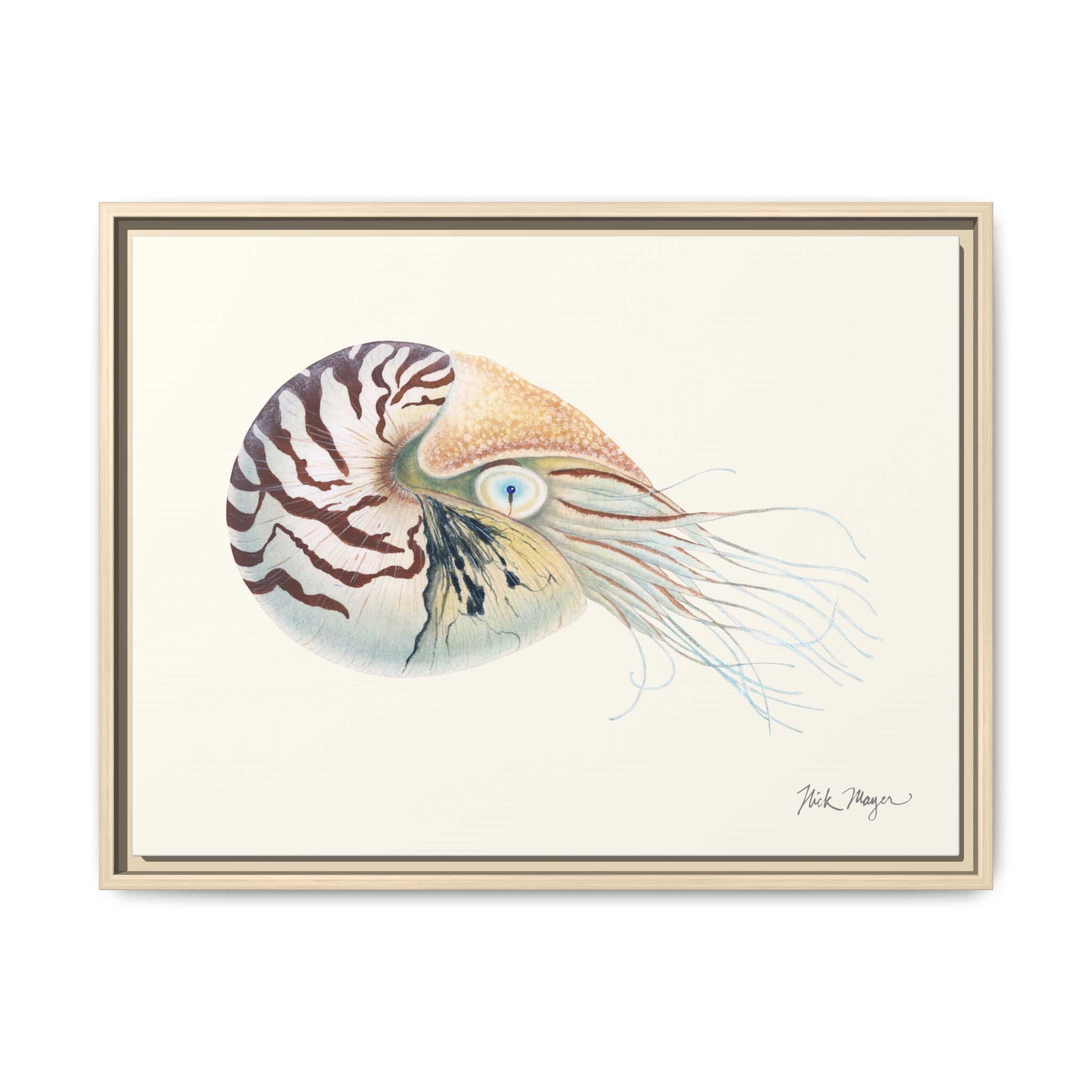 Chambered Nautilus Framed Canvas Print Printify