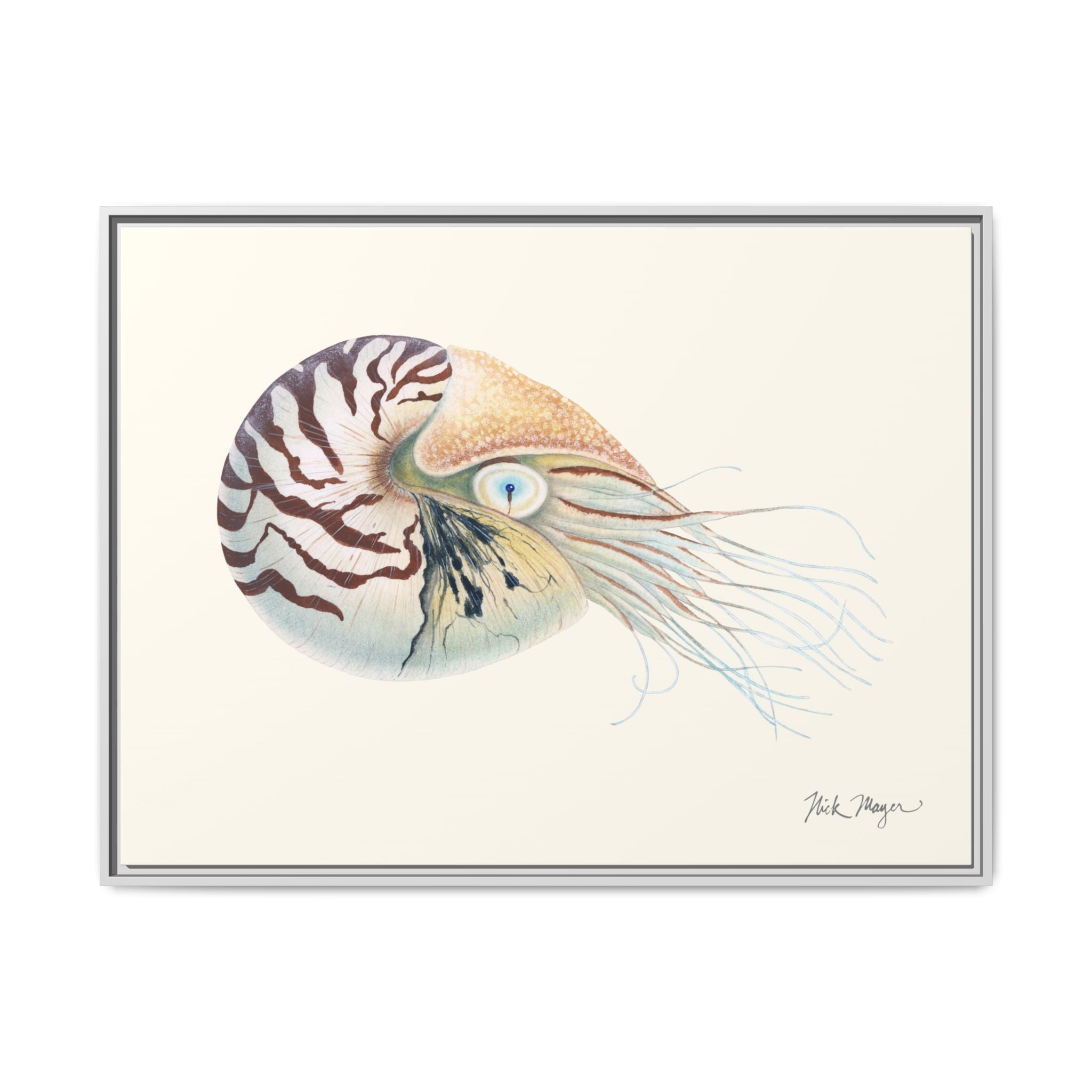 Chambered Nautilus Framed Canvas Print Printify