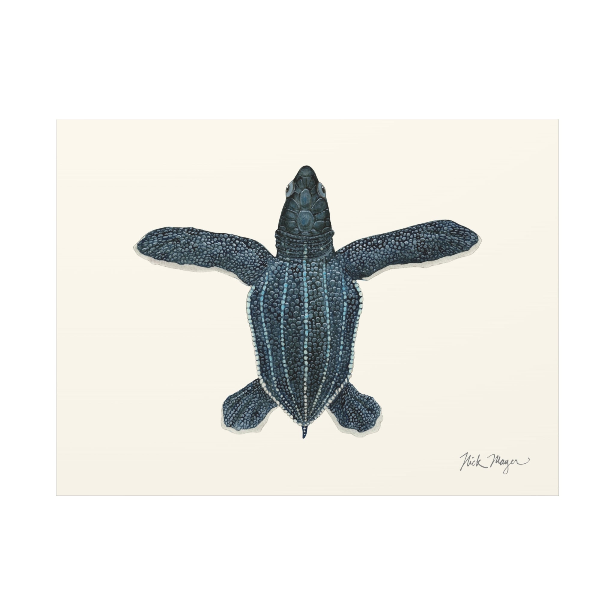 Hatchling Leatherback Sea Turtle Canvas Print