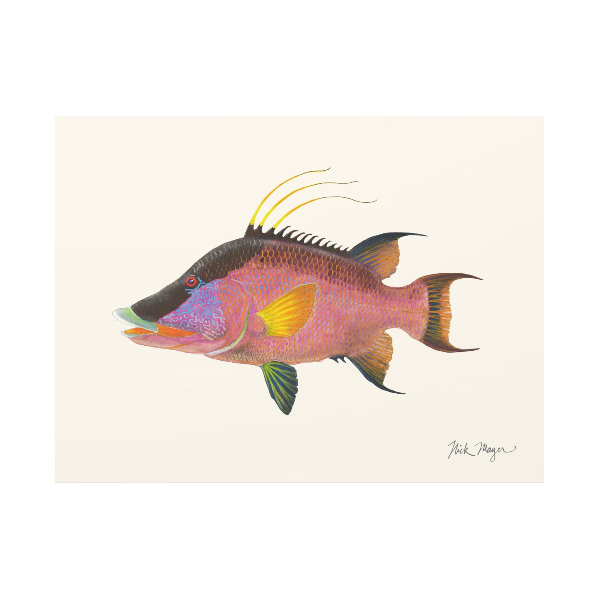 Hogfish Canvas Print