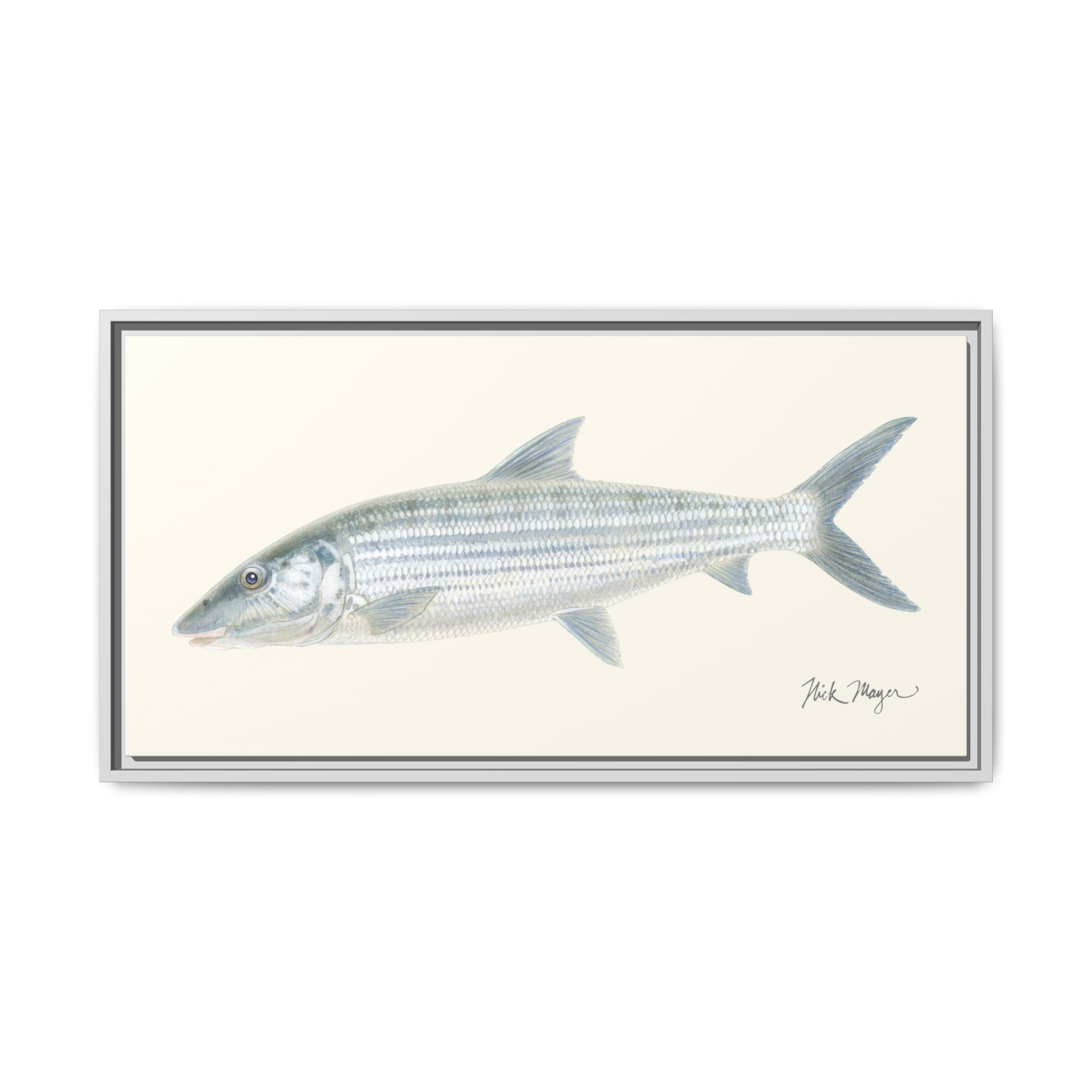 Bonefish Framed Canvas Print Printify