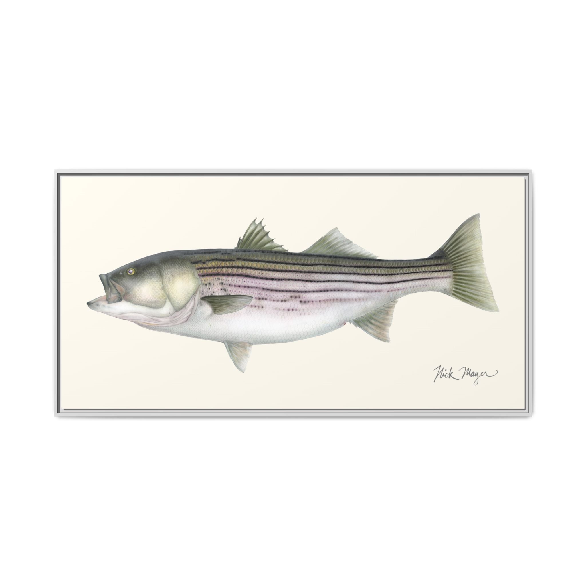 Striped Bass, 30 lbs Framed Canvas Print Printify