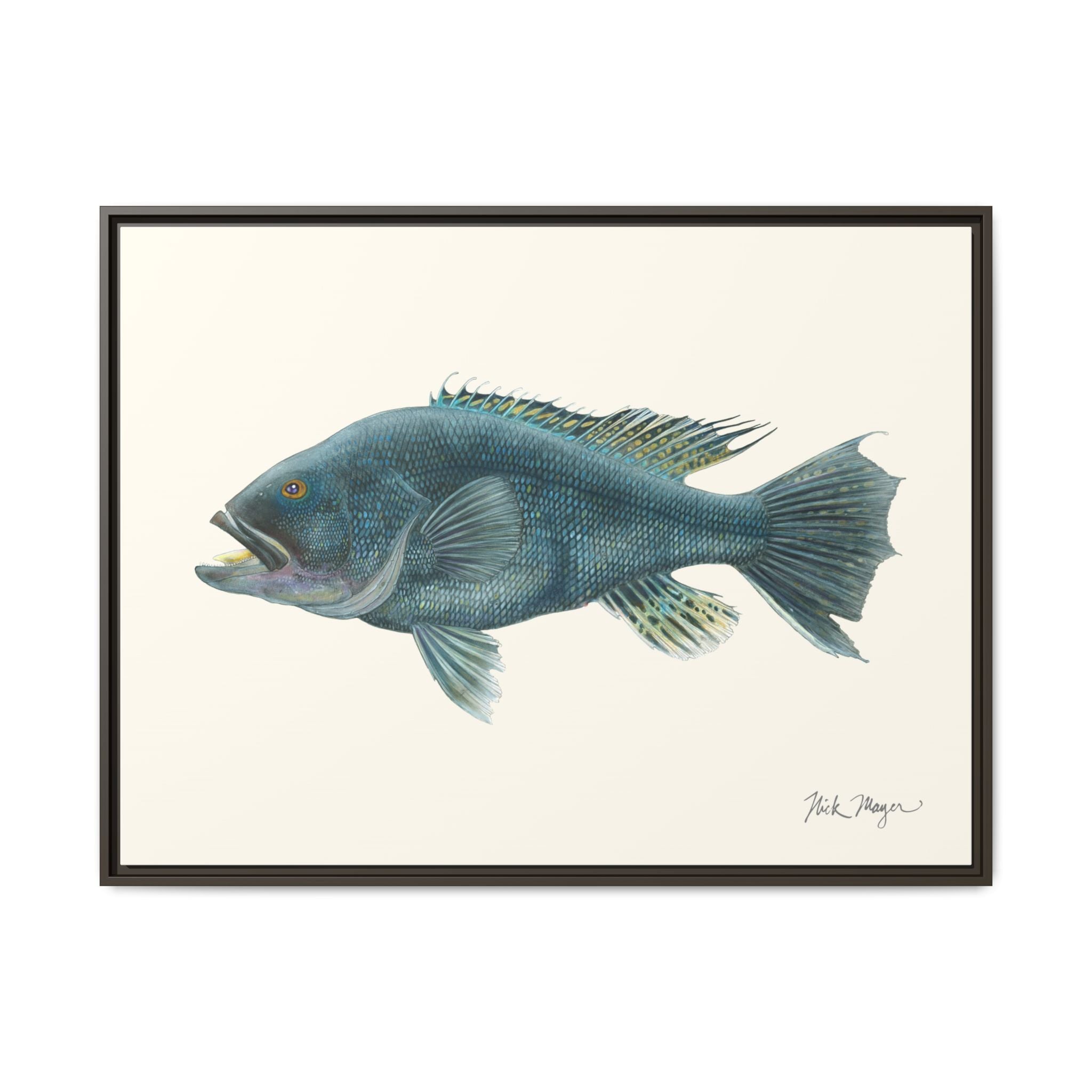 Black Sea Bass Framed Canvas Print Printify