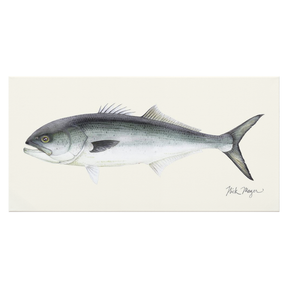 Bluefish Canvas Print