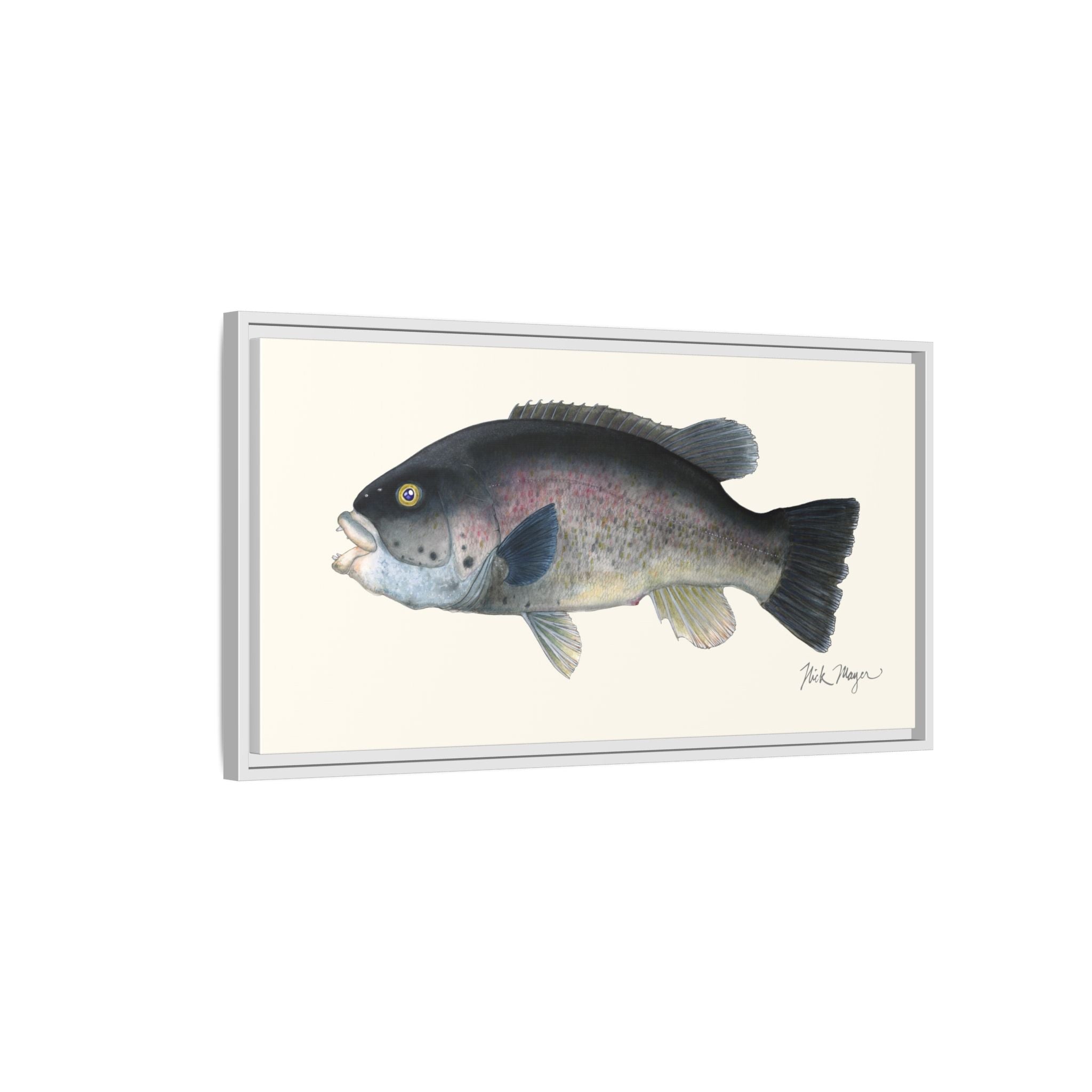 Tautog / Blackfish Framed Canvas Print Printify