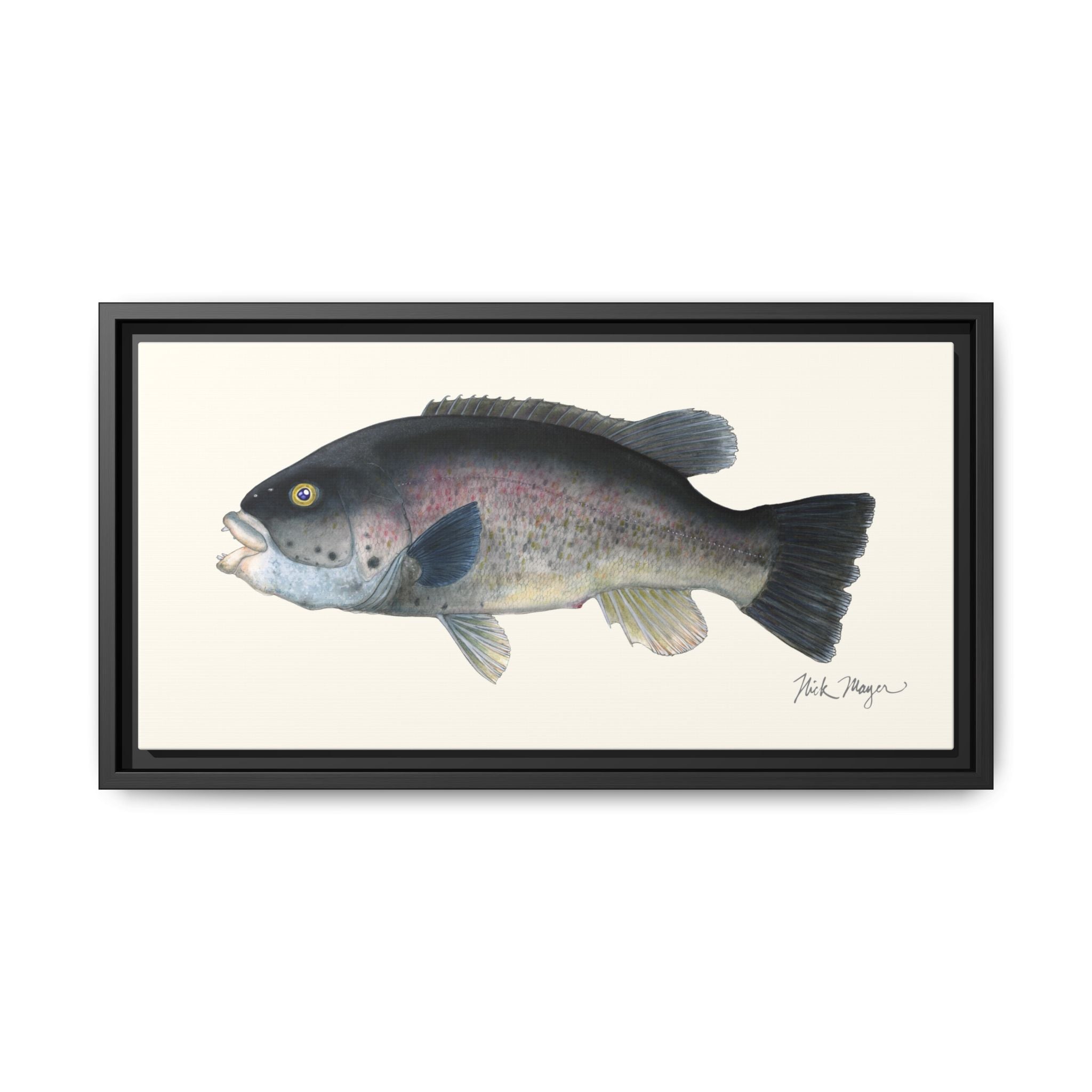 Tautog / Blackfish Framed Canvas Print Printify