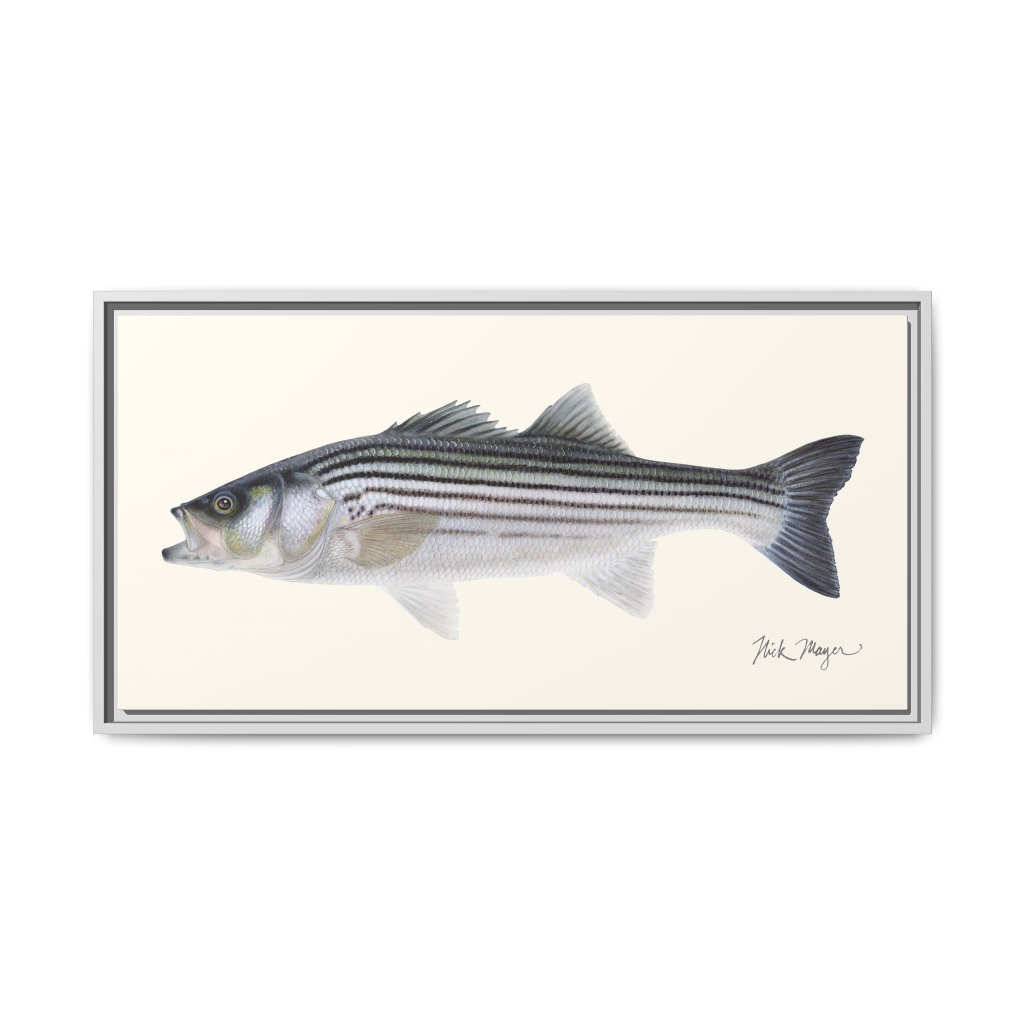 Schoolie Striped Bass Framed Canvas Print Printify