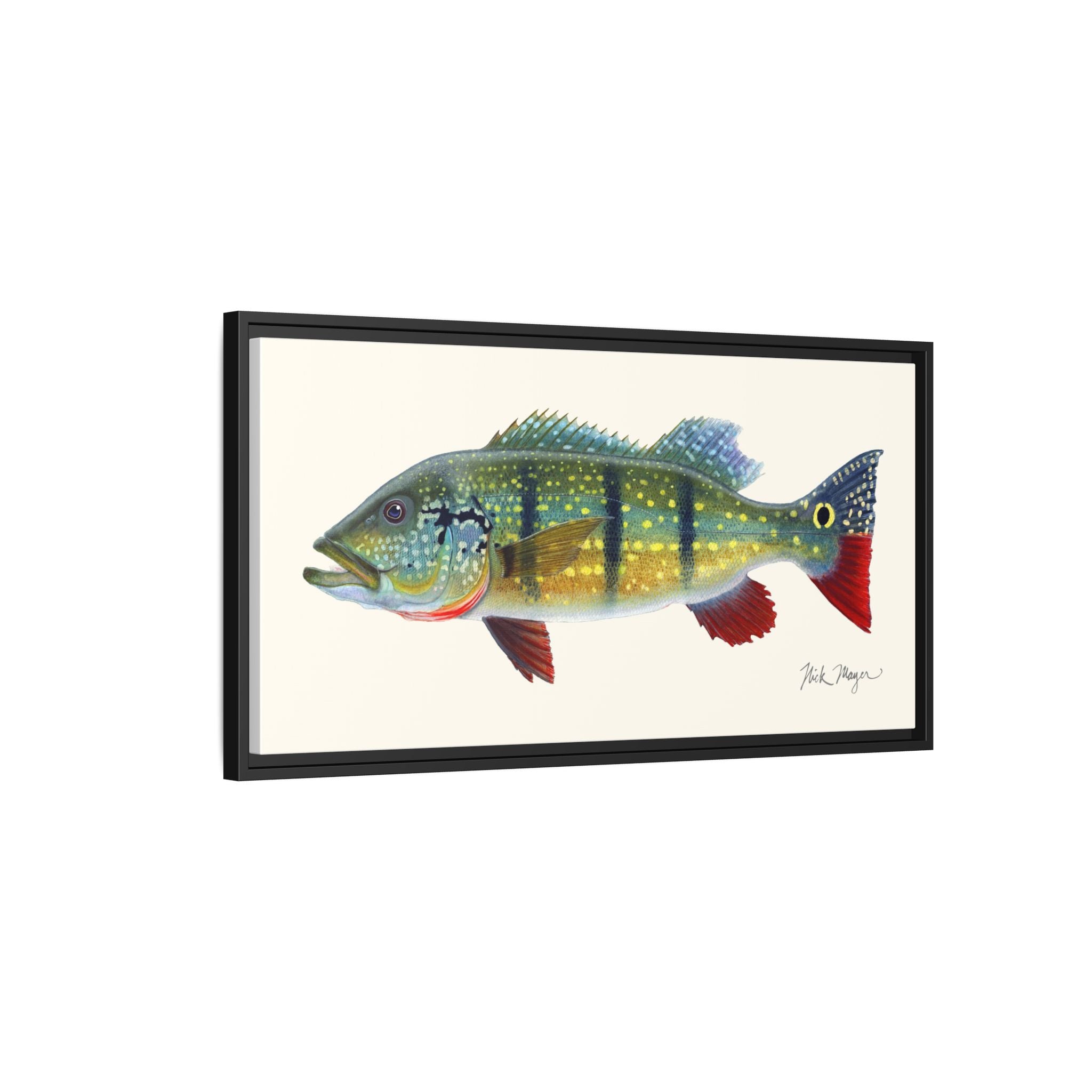 Peacock Bass Framed Canvas Print Printify