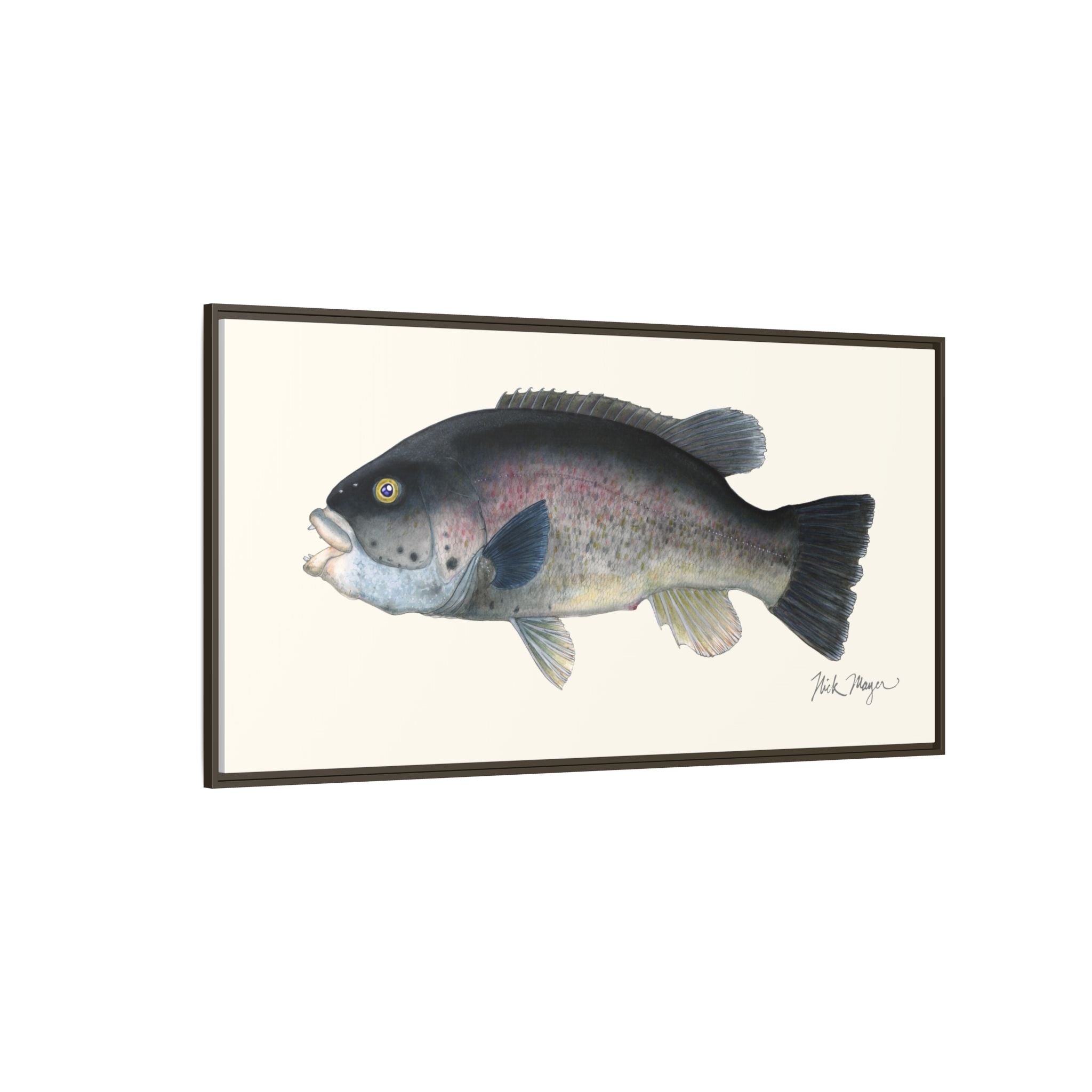 Tautog / Blackfish Framed Canvas Print Printify