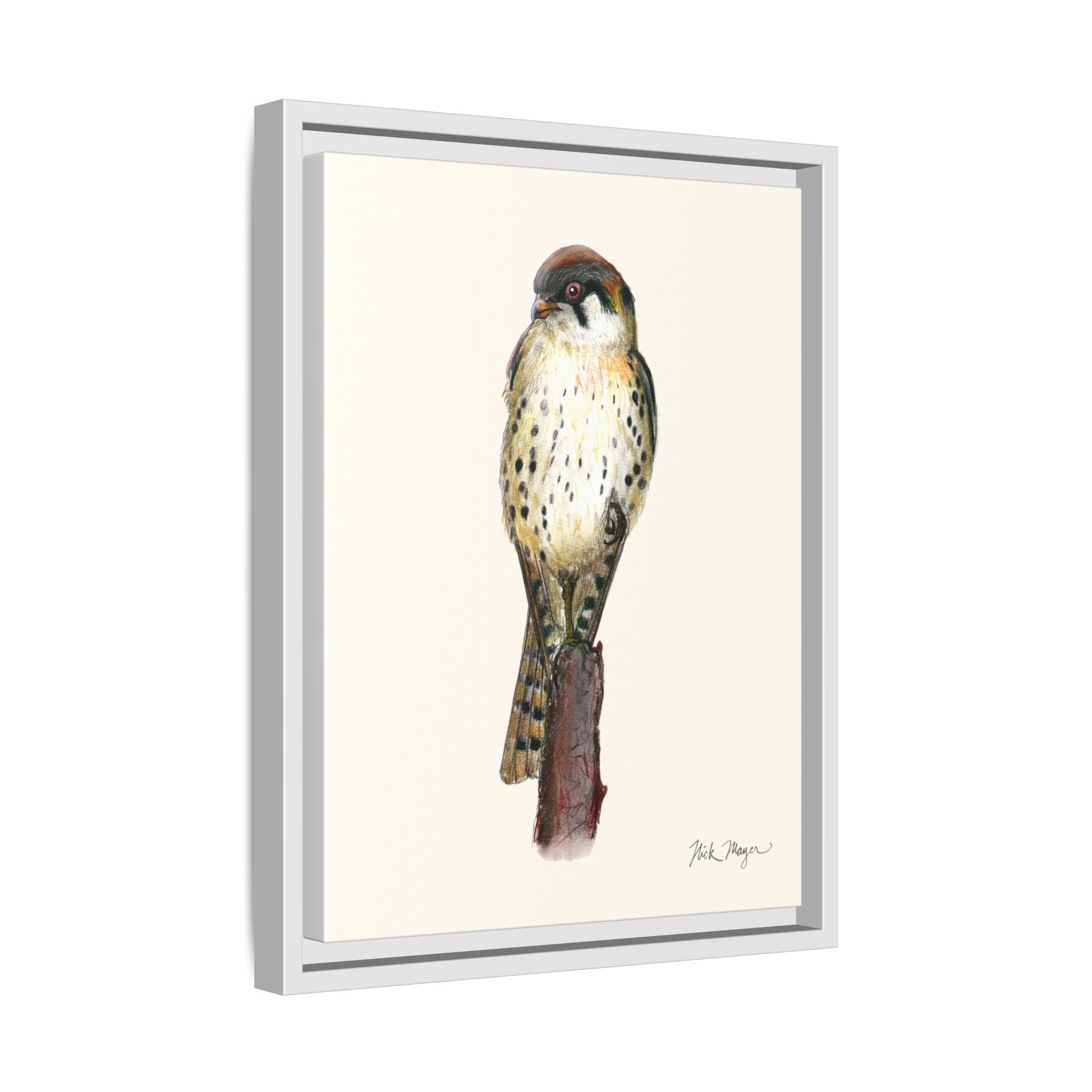American Kestrel Framed Canvas Print Printify