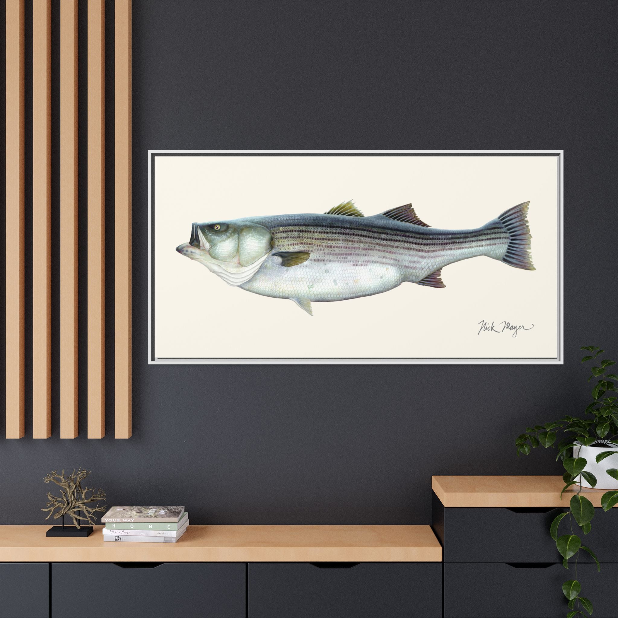 Striped Bass, 60 lbs Framed Canvas Print Printify