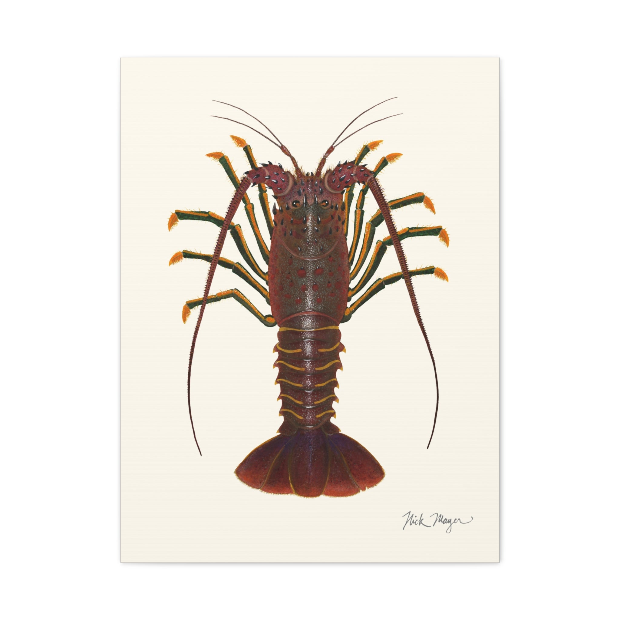 Spiny Lobster Canvas Print
