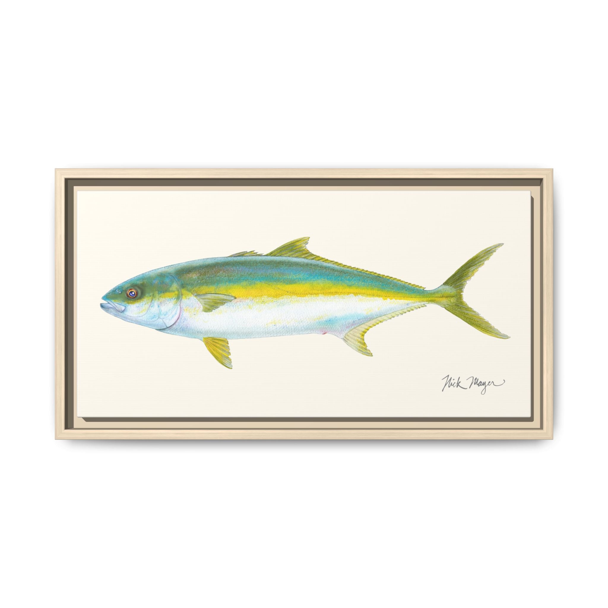 California Yellowtail I Framed Canvas Print Printify
