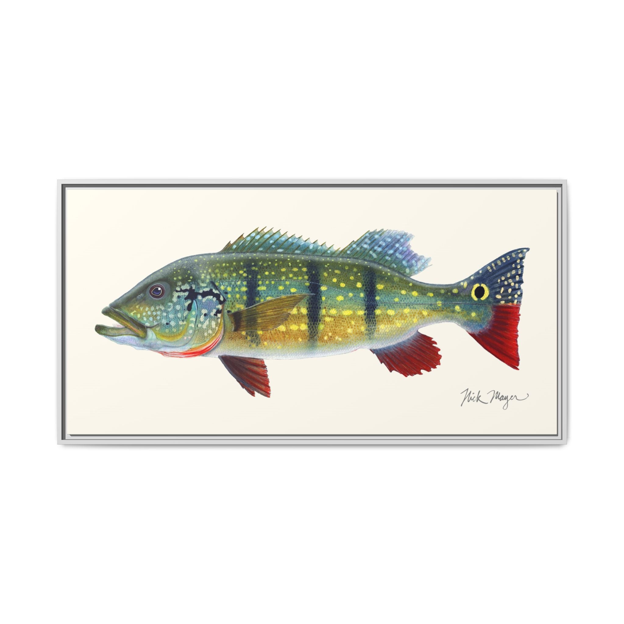 Peacock Bass Framed Canvas Print Printify