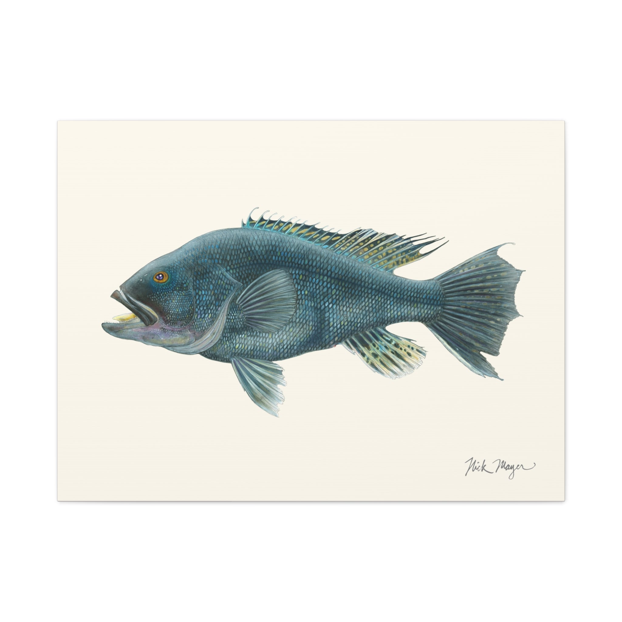 Black Sea Bass Canvas Print